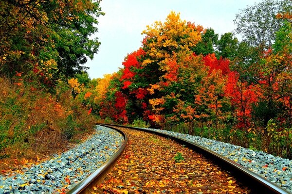 Eisenbahn durch einen schönen Herbstwald