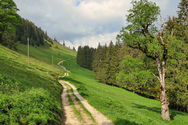 A road in Switzerland in the middle of a summer forest