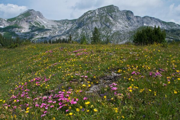 Montagnes autrichiennes. Prairies florales dans les Alpes