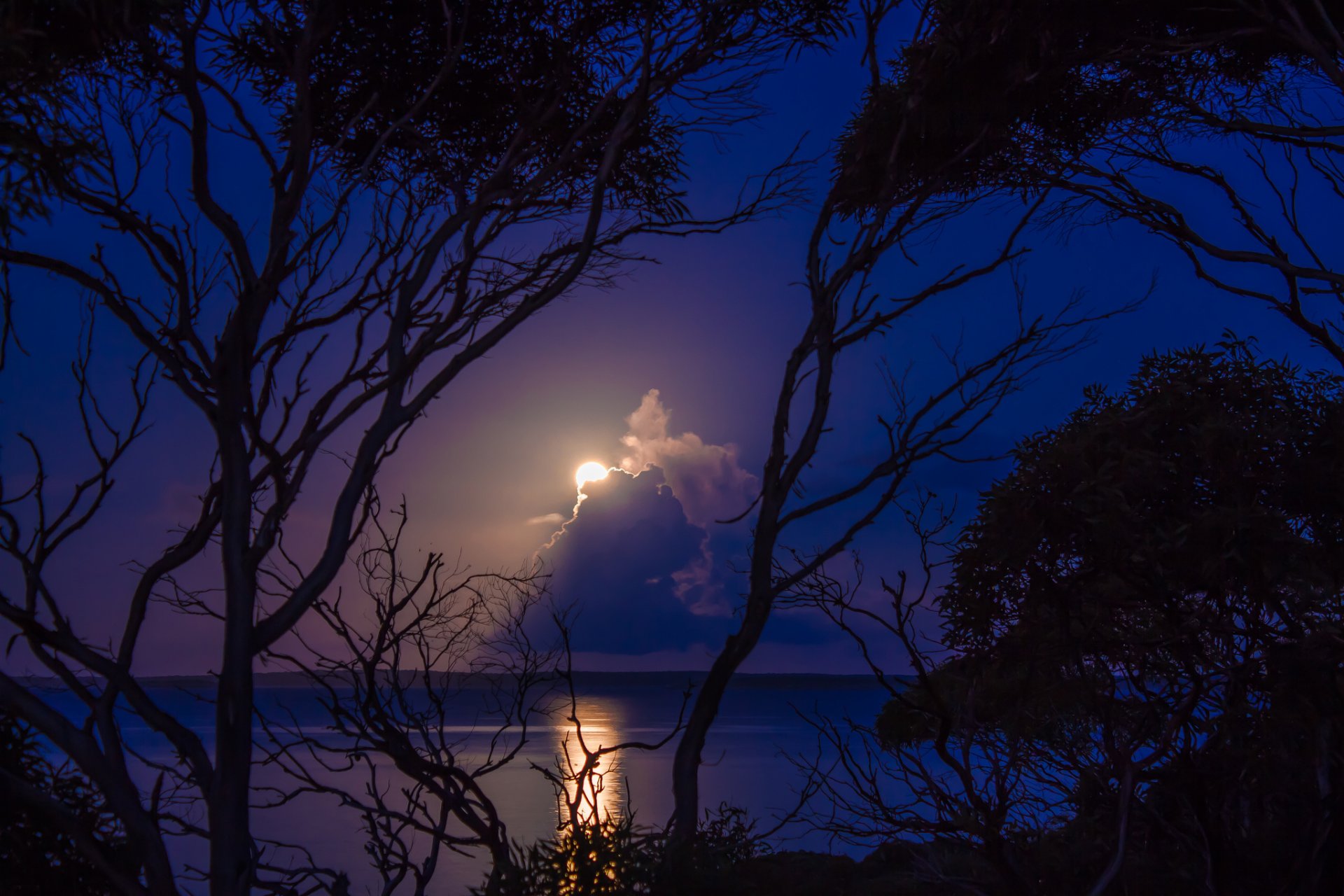 nuit arbres baie lune pleine lune