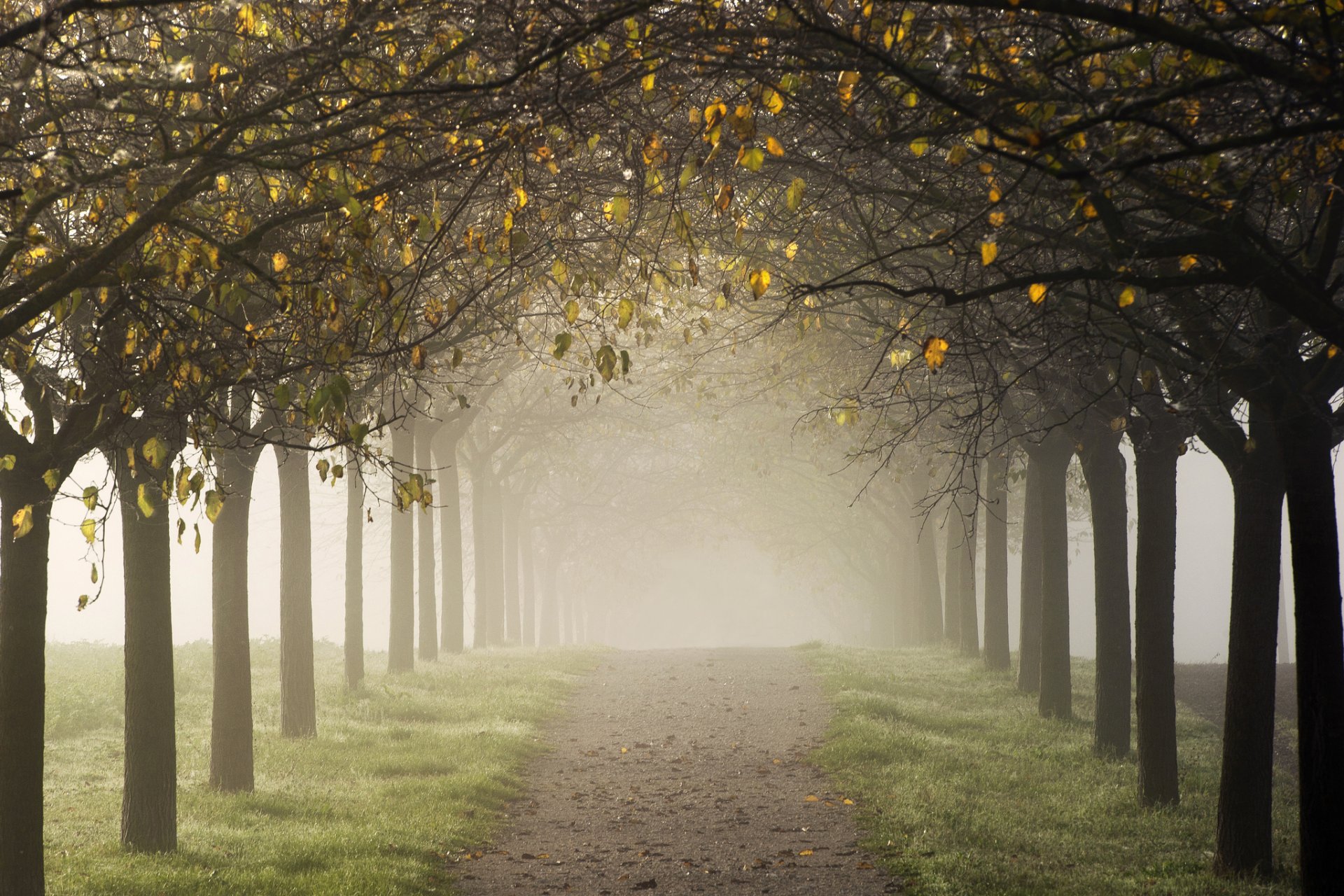 straße bäume gasse nebel herbst