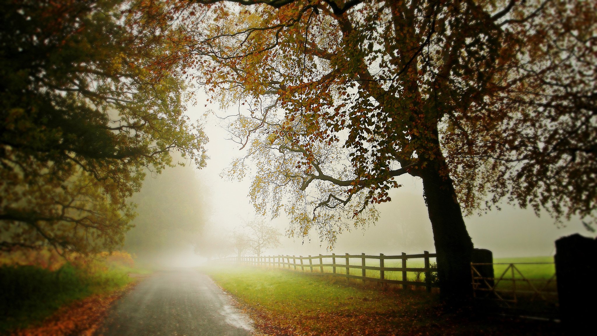 carretera cerca árboles árbol niebla otoño