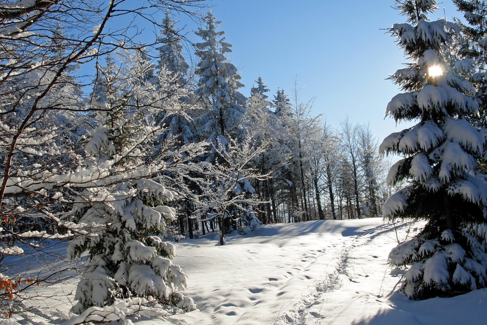 winter snow tree spruce traces nature photo