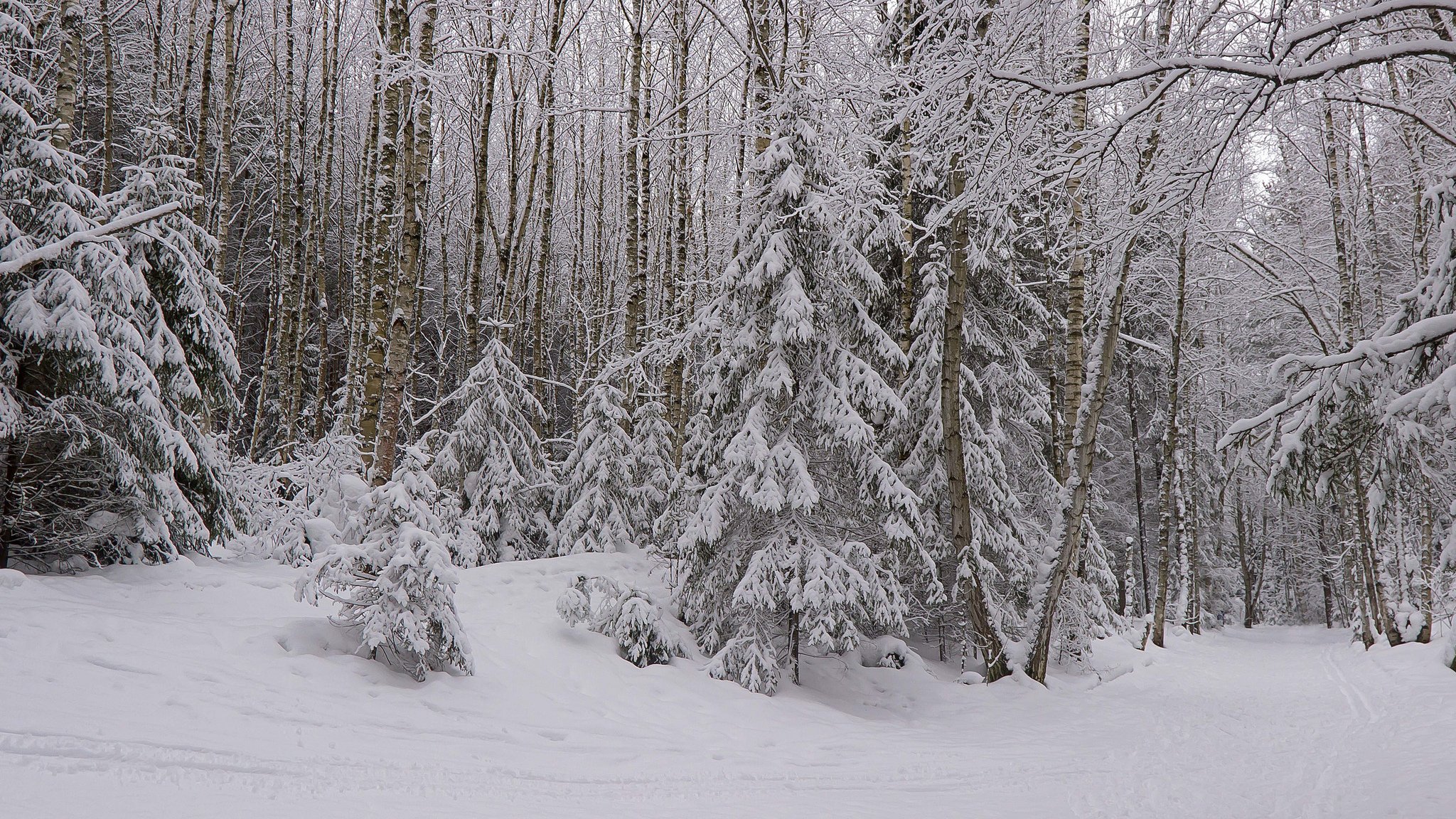 forêt neige hiver