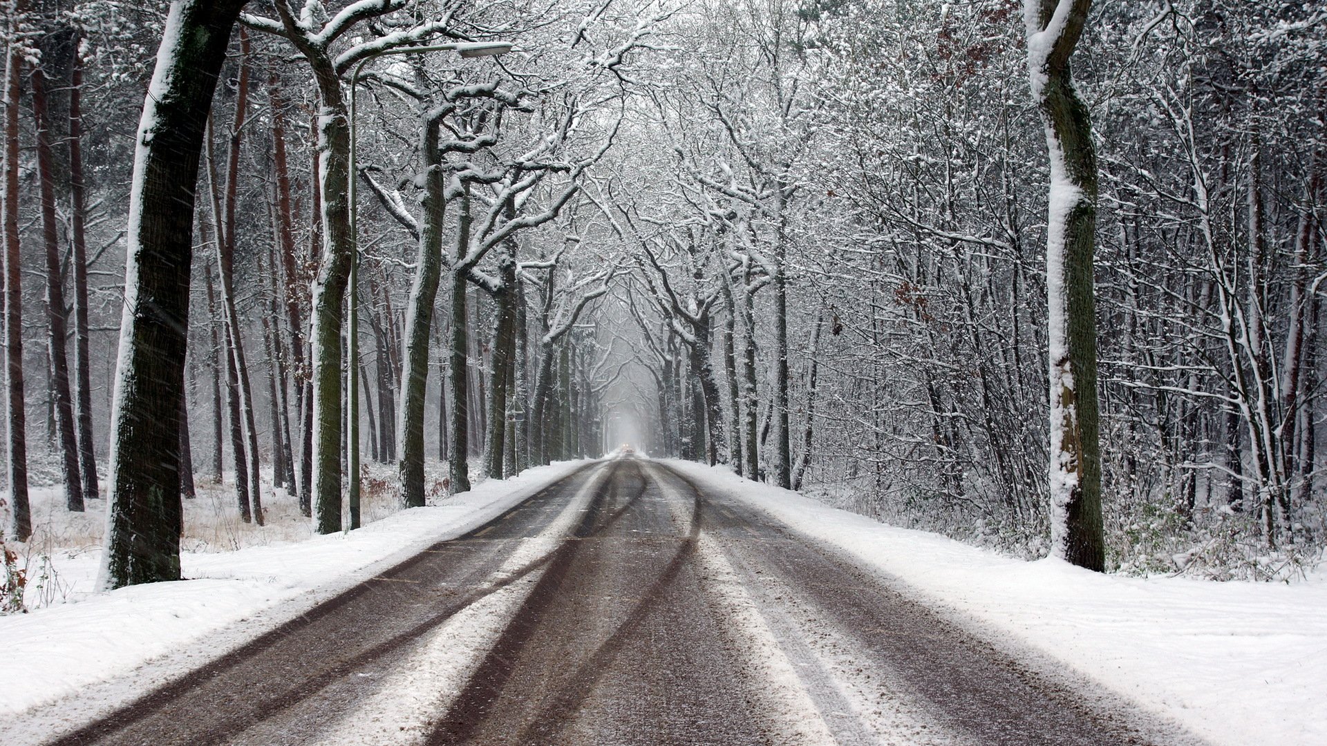 invierno bosque carretera