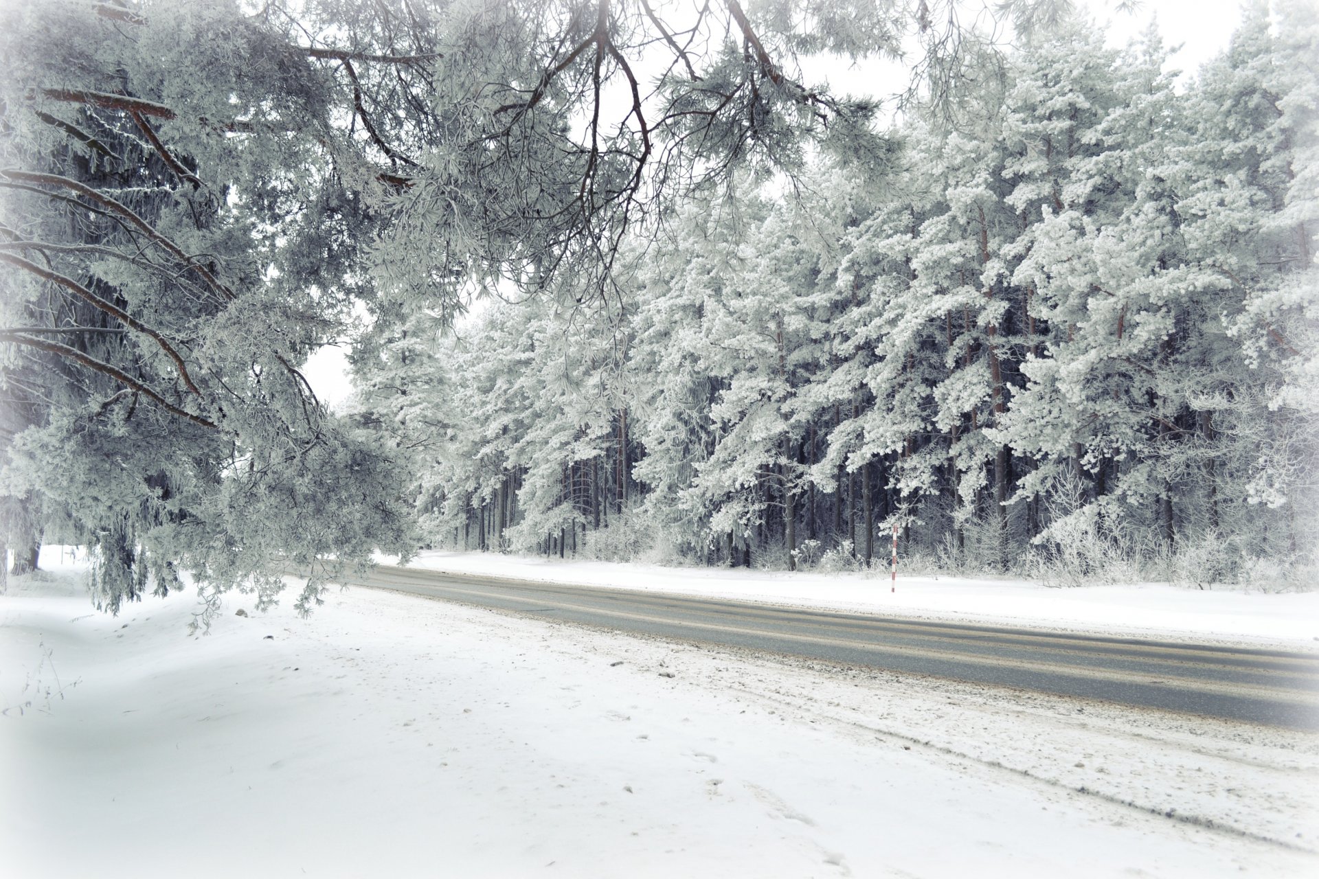 road winter forest nature landscape frost