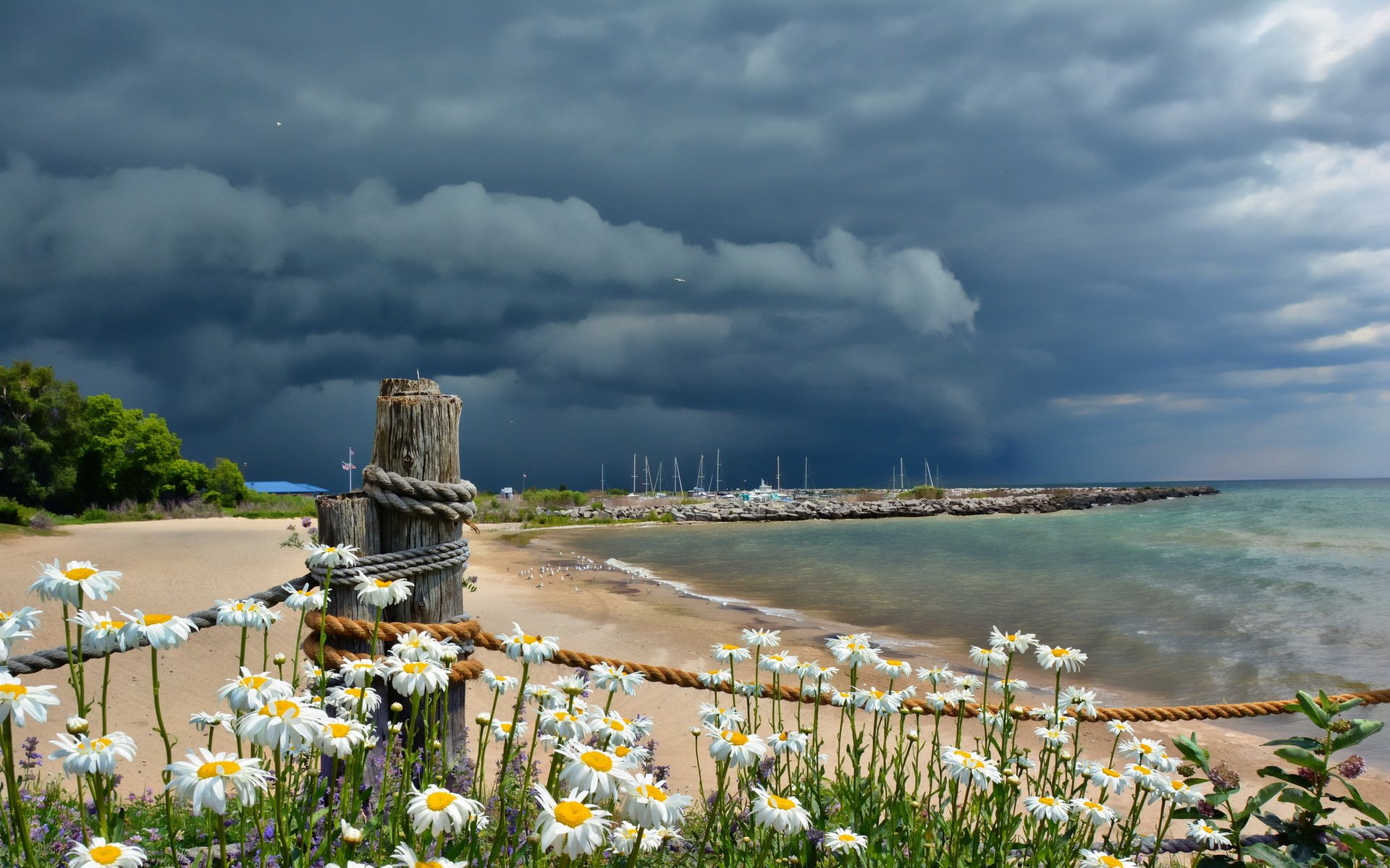 meer wolken gänseblümchen ufer landschaft sommer