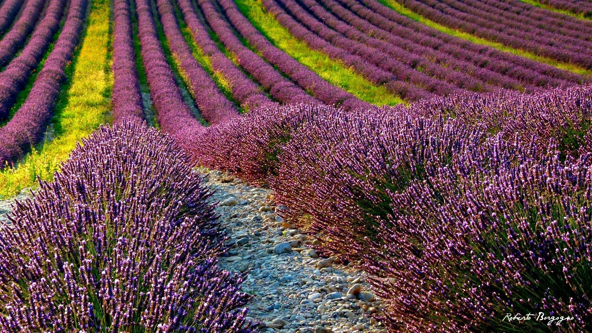 estate campo lavanda