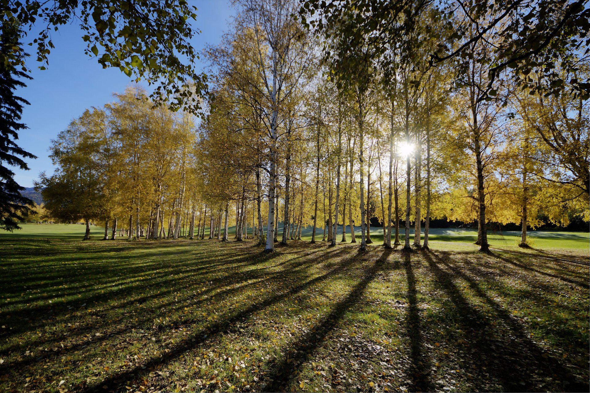 lichtung wald bäume sonne strahlen schatten herbst