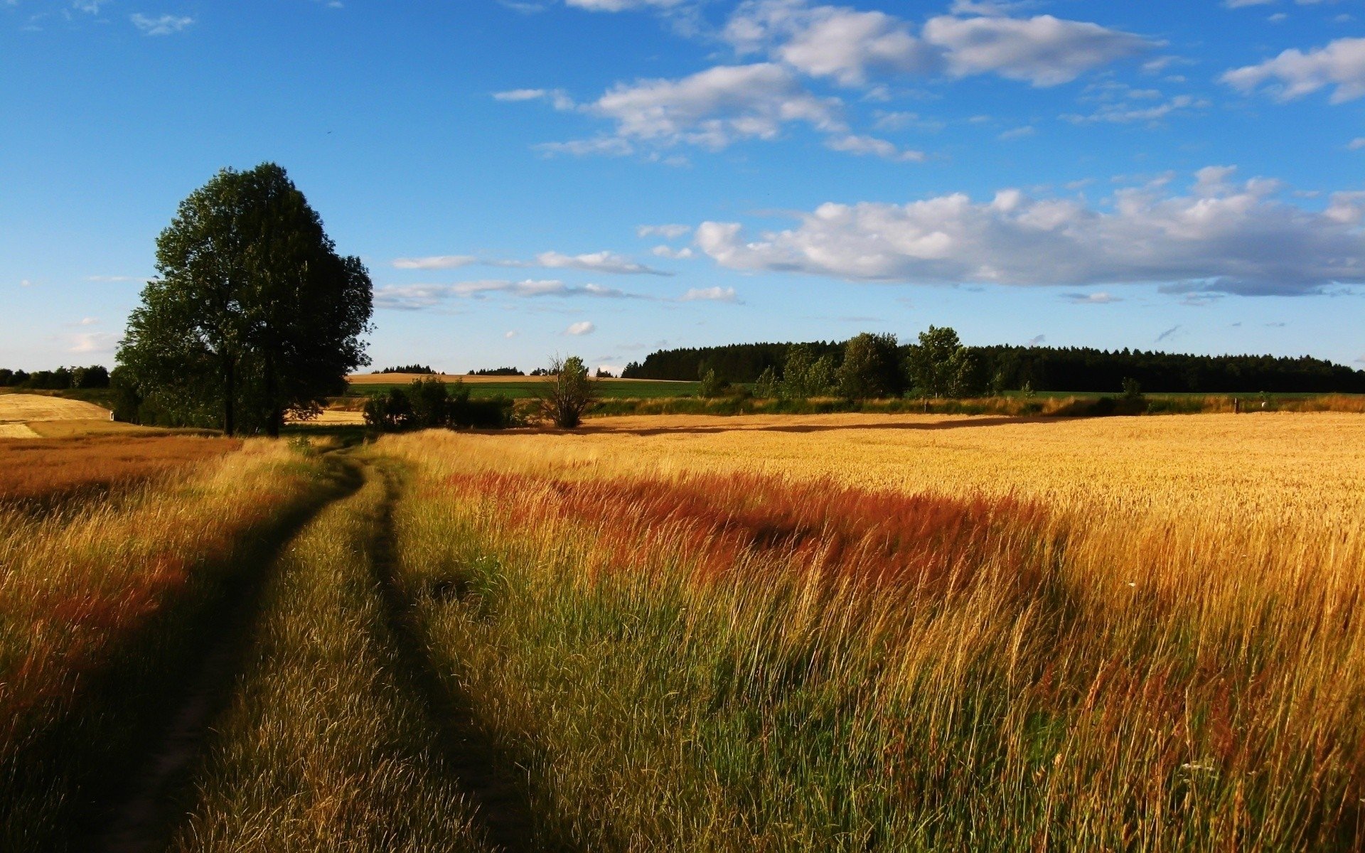 campo segale grano albero strada cielo