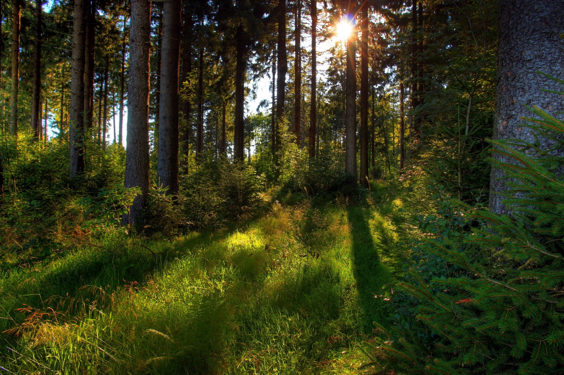 forest tree grass sun nature