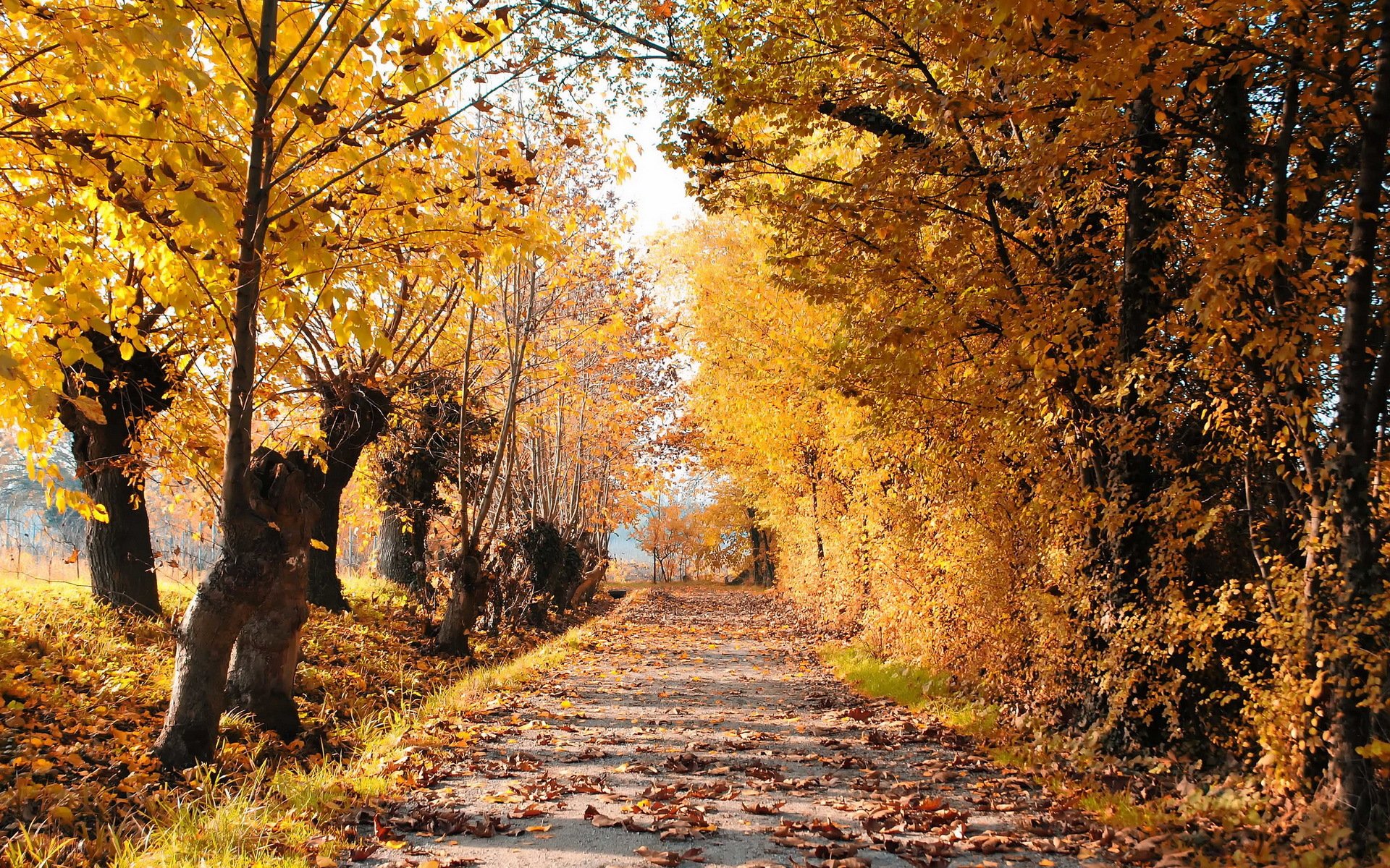 autumn road tree leaves landscape