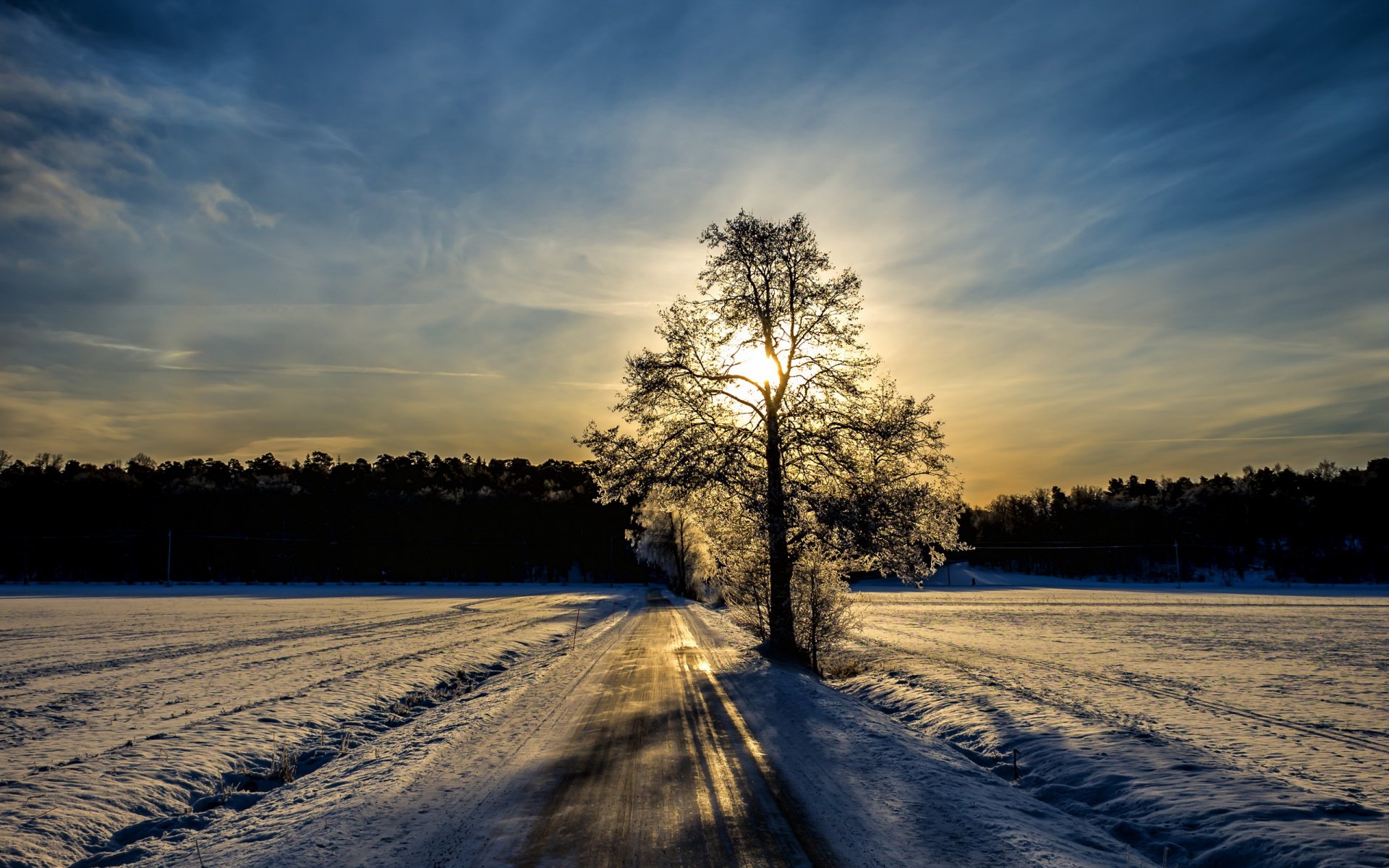 matin hiver route arbre