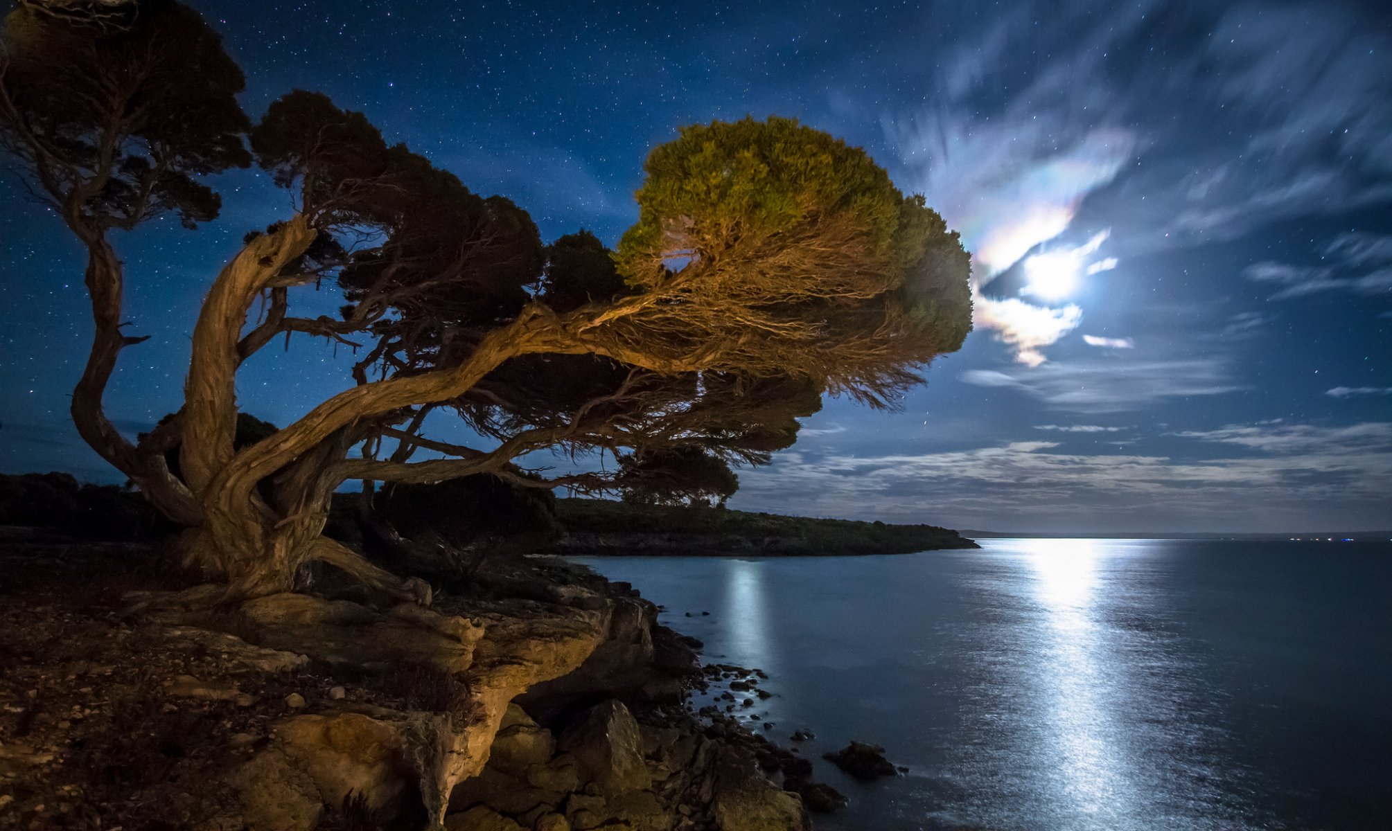 baie plage arbre nuit étoiles clair de lune