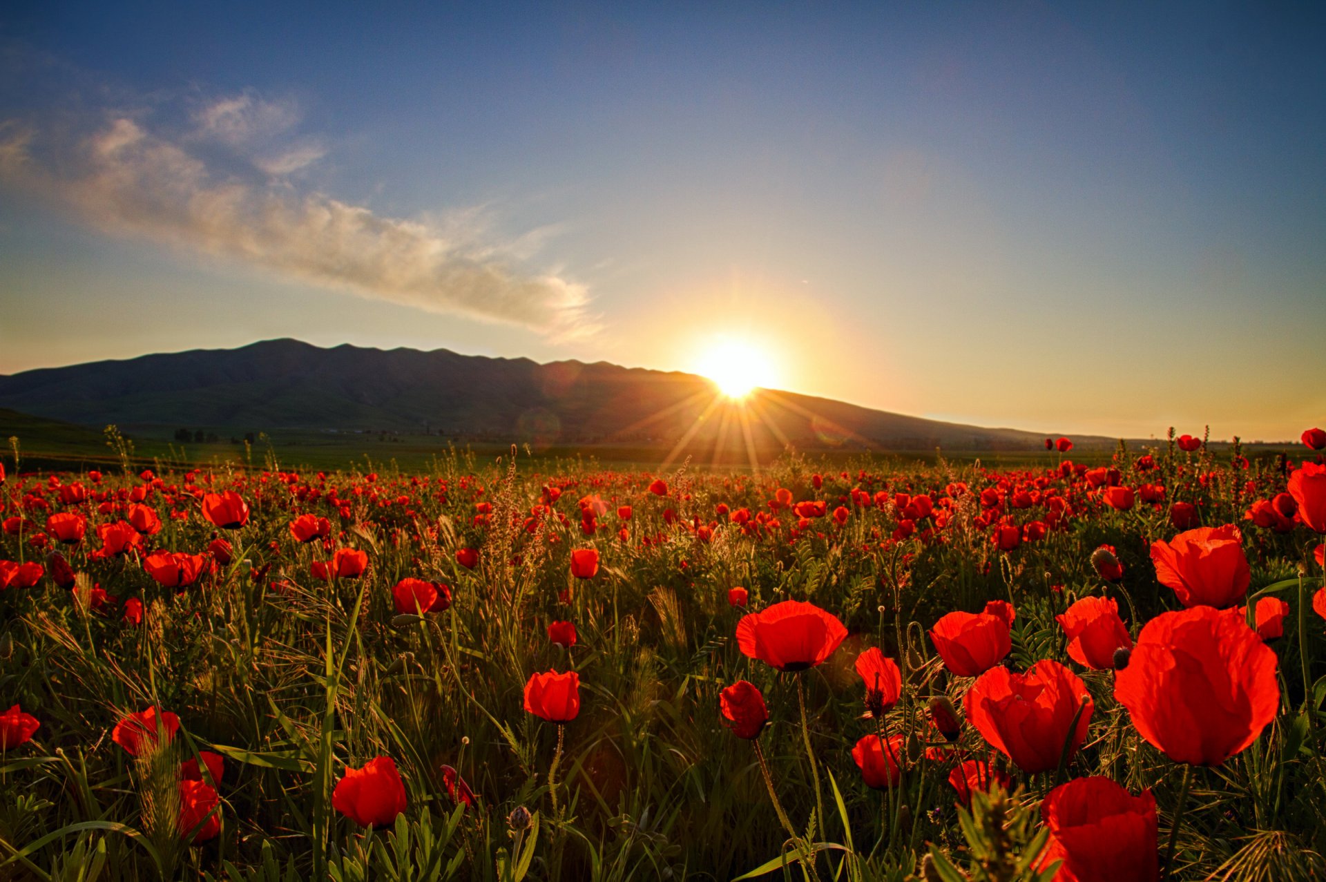 amanecer puesta del sol amapolas campo sol naturaleza flores foto