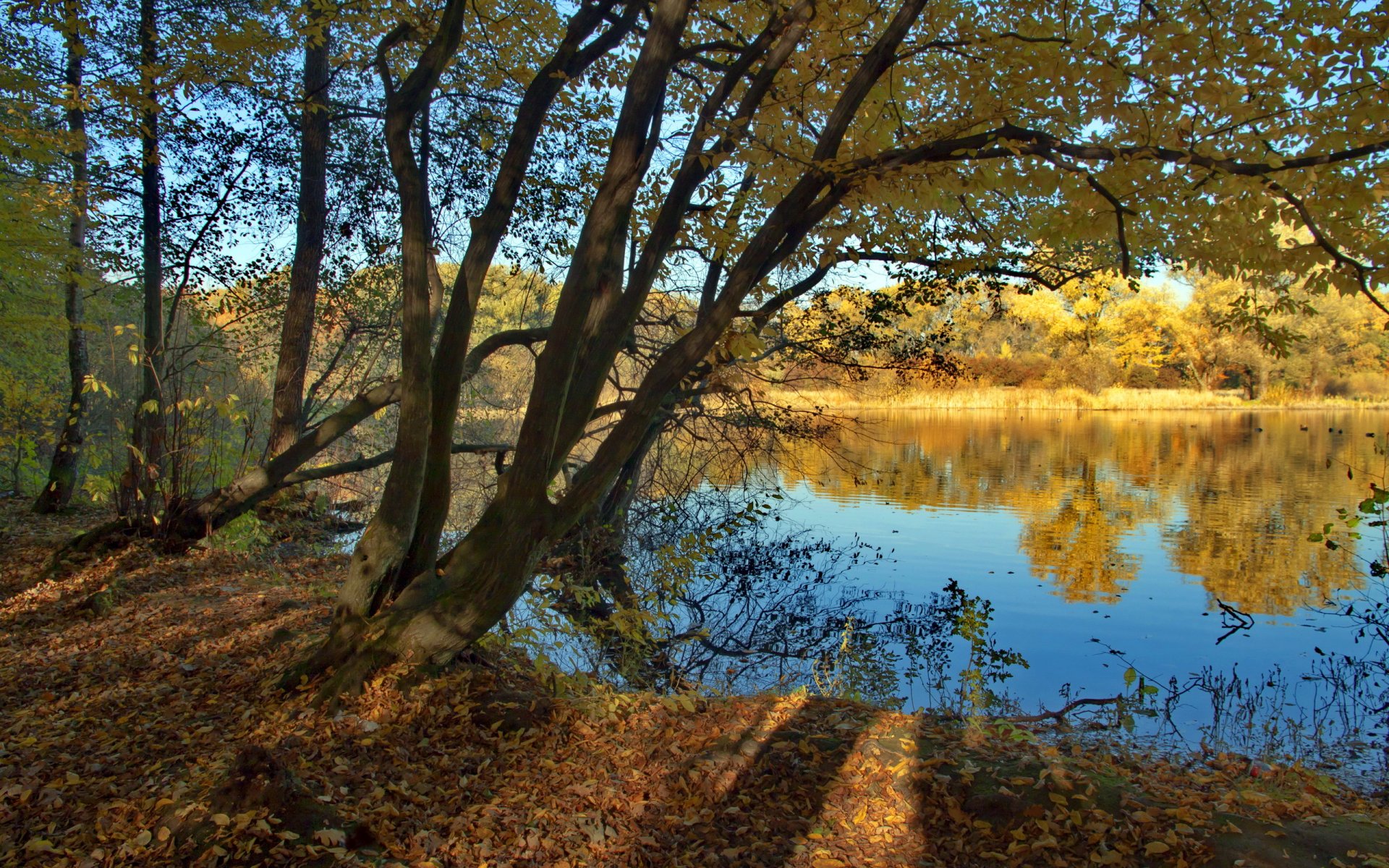 rzeka drzewa natura krajobraz