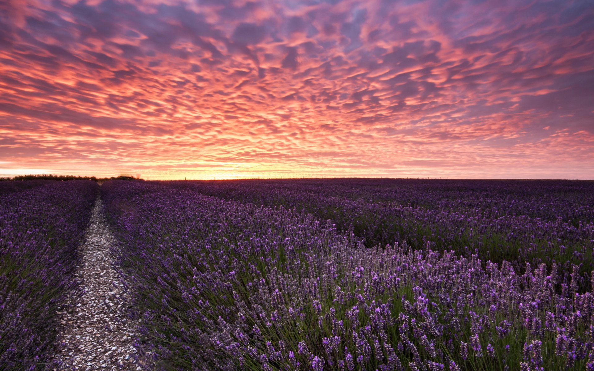 campo lavanda puesta de sol paisaje