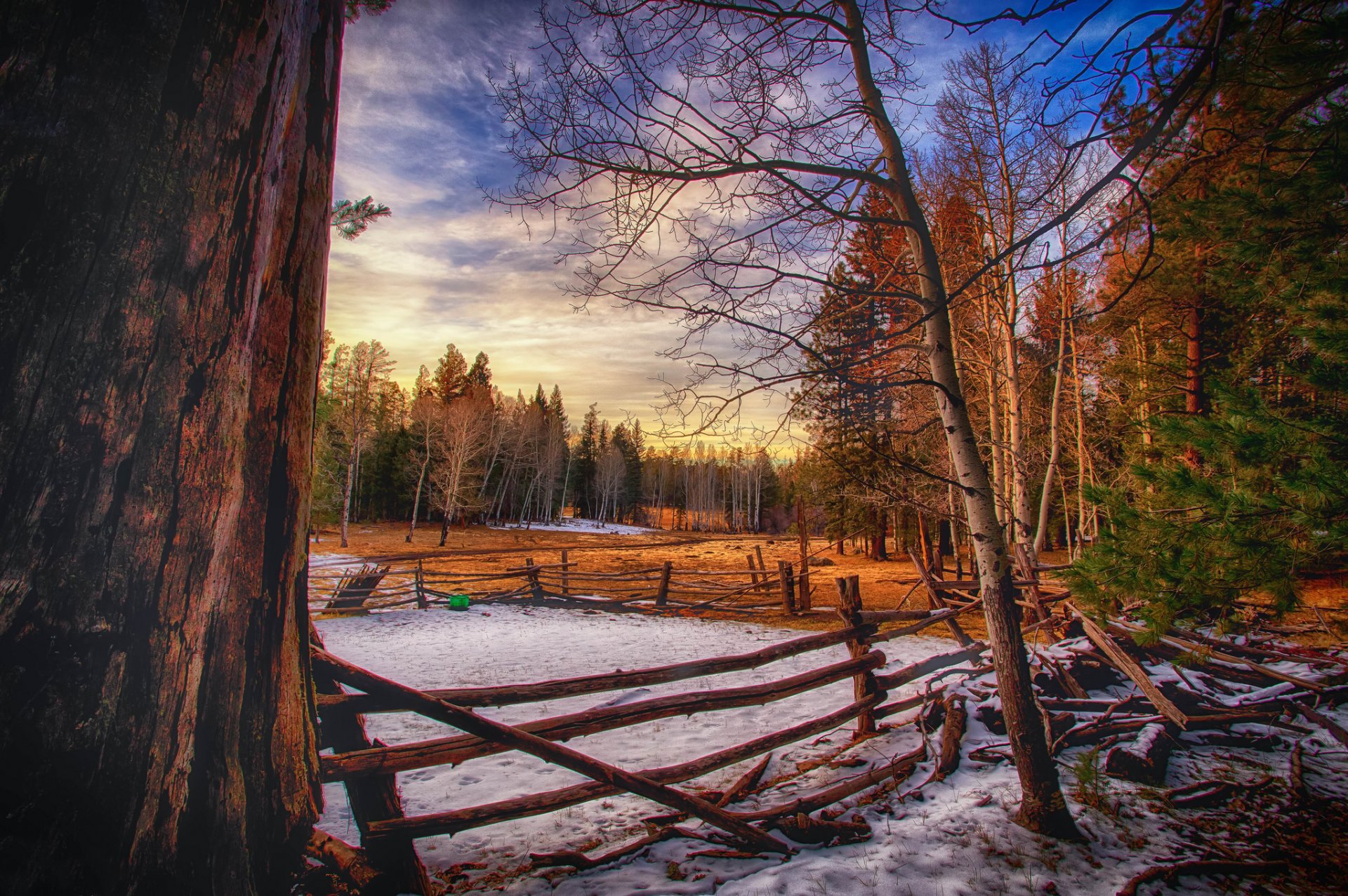 inverno alberi recinzione sera