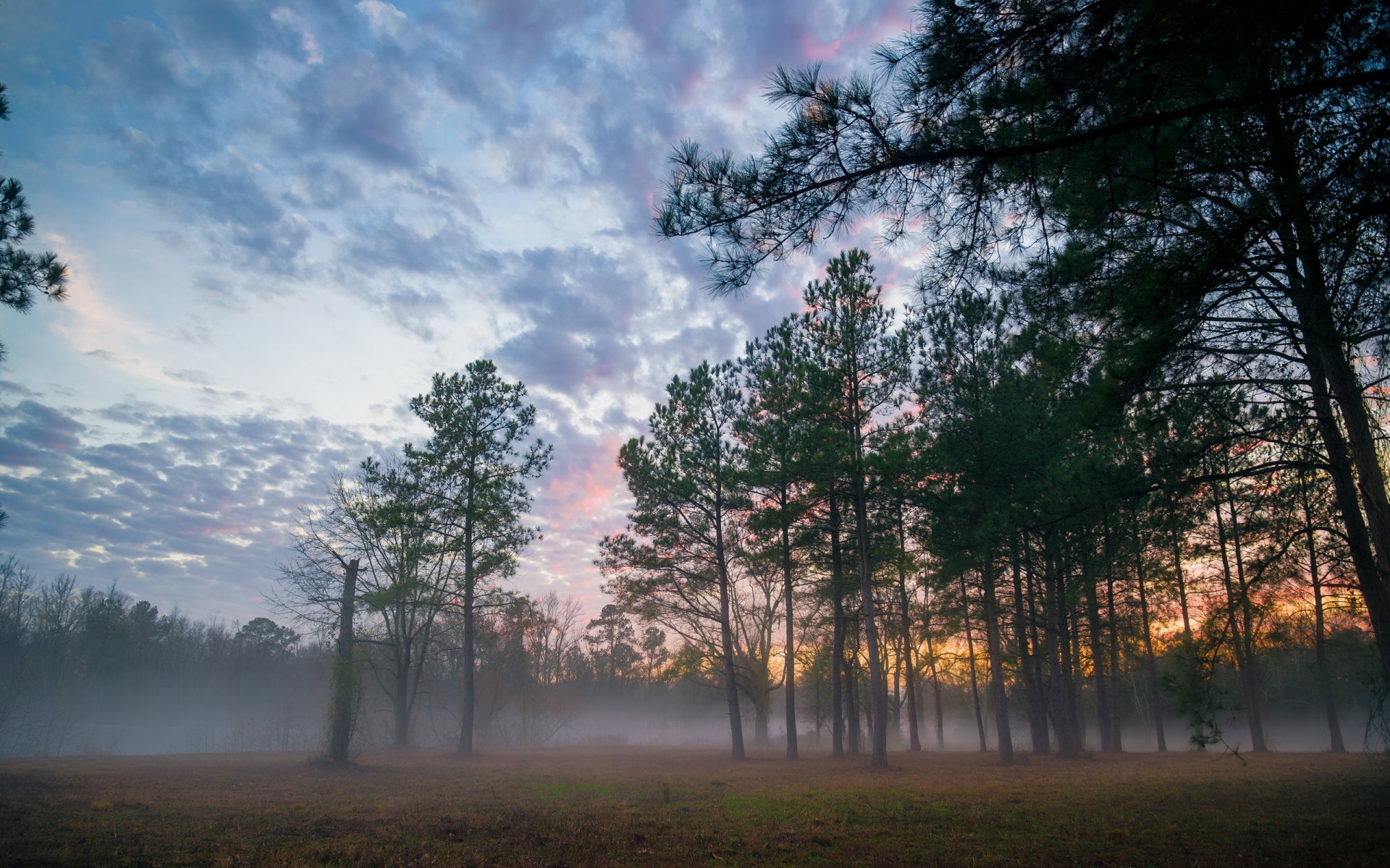 coucher de soleil forêt brouillard paysage