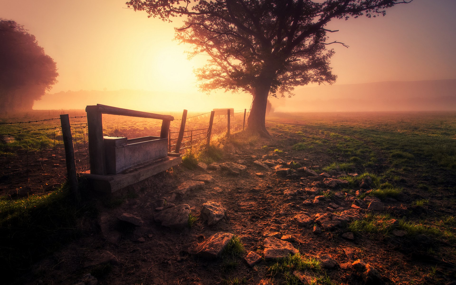 the field fence fog morning tree land grass nature