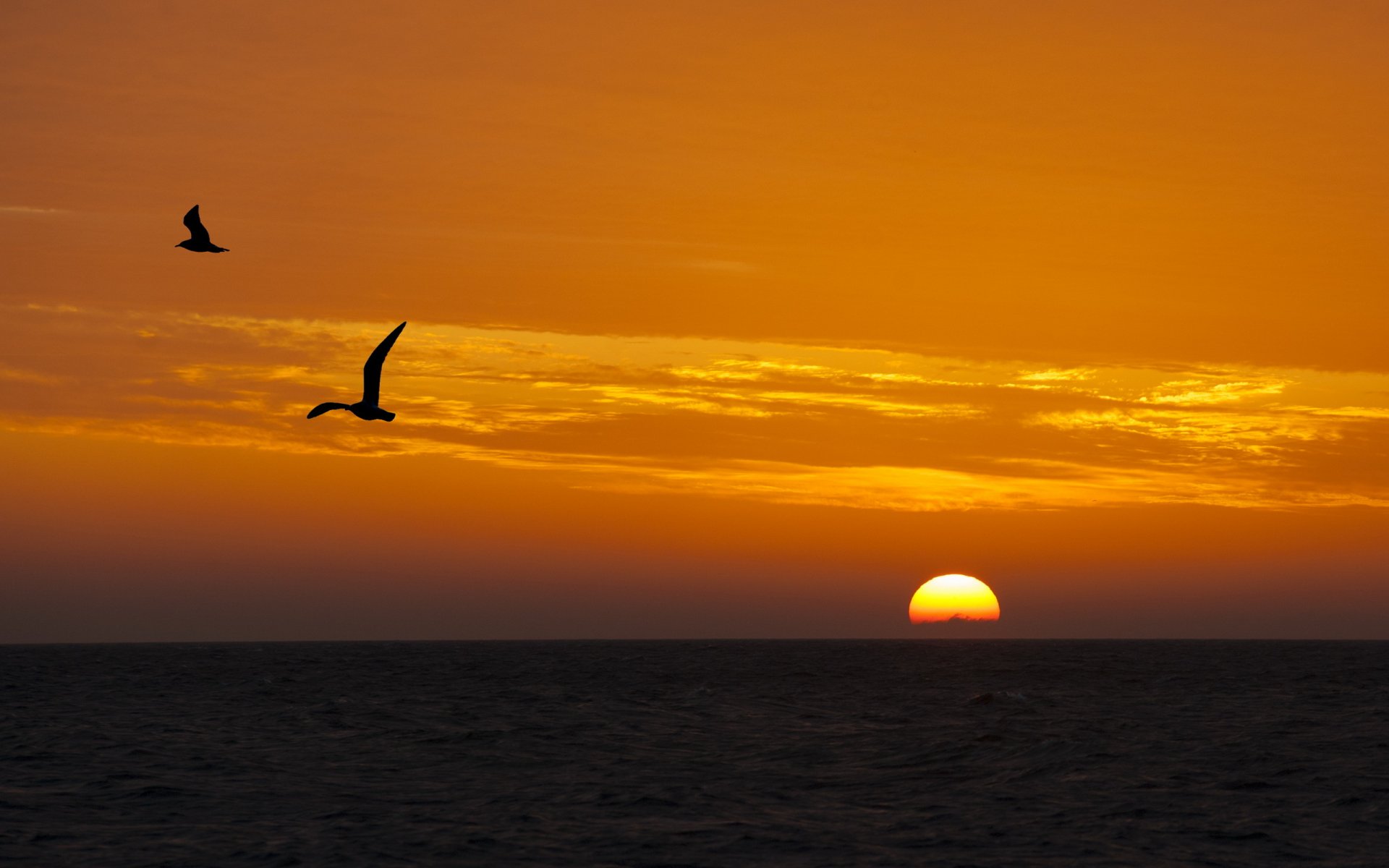 puesta de sol mar aves paisaje