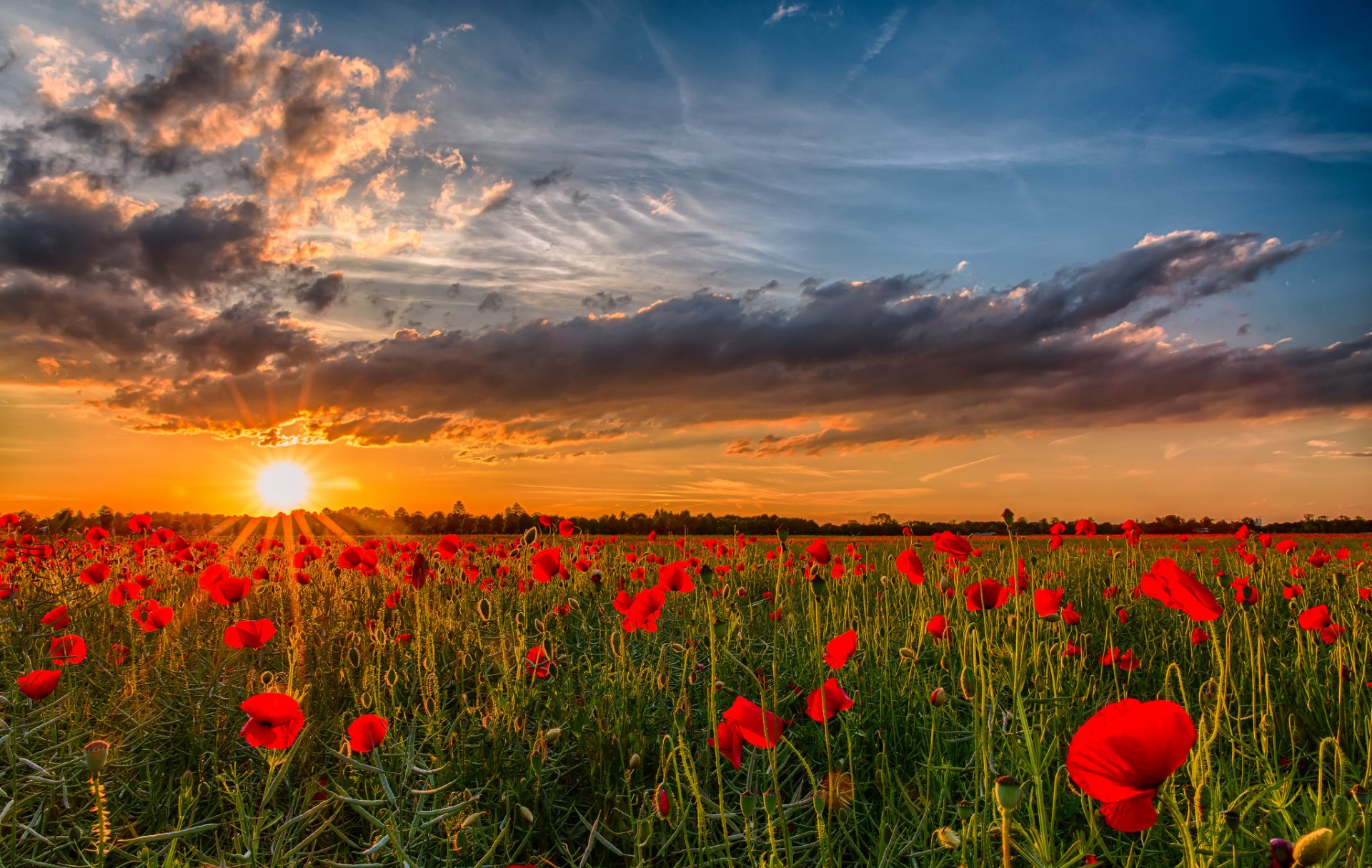 aube coucher de soleil coquelicots champ soleil nature fleurs photo paysage ciel