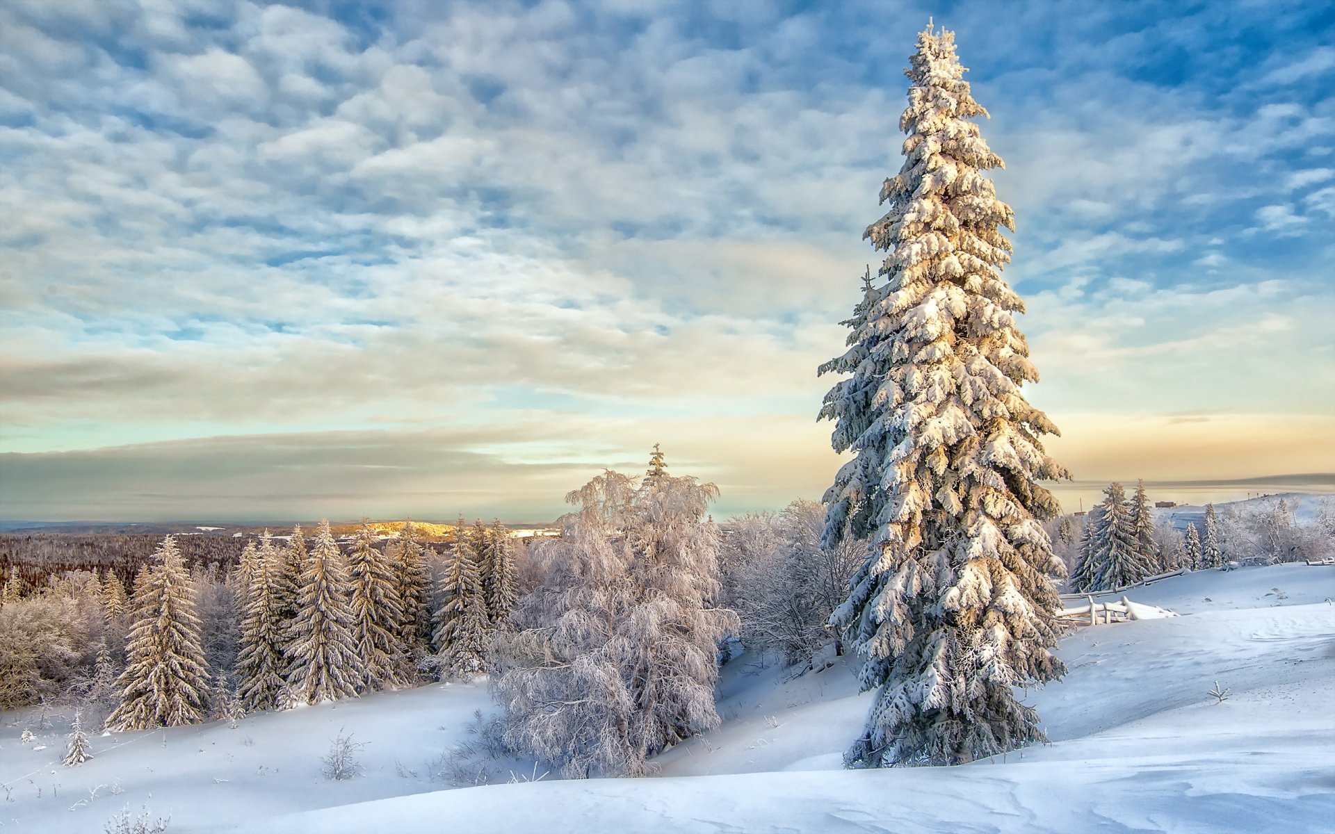 winter snow landscape