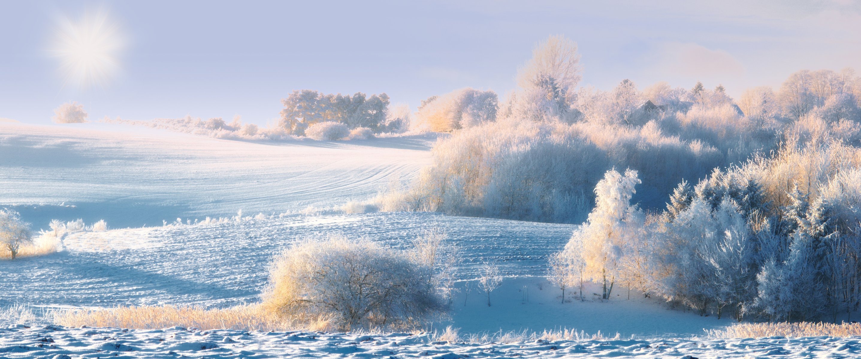 árboles arbustos colinas nieve invierno