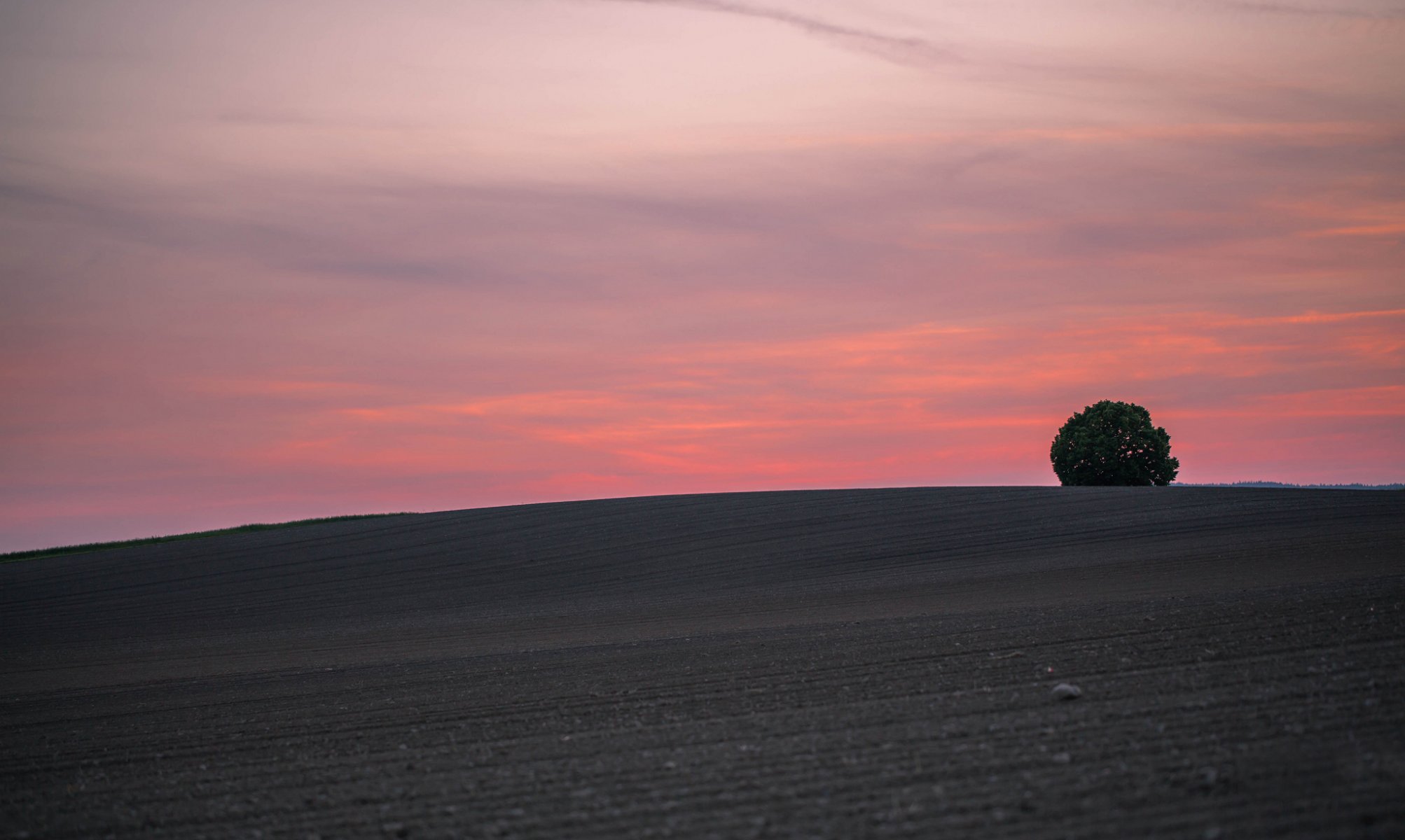 colline arbre coucher de soleil