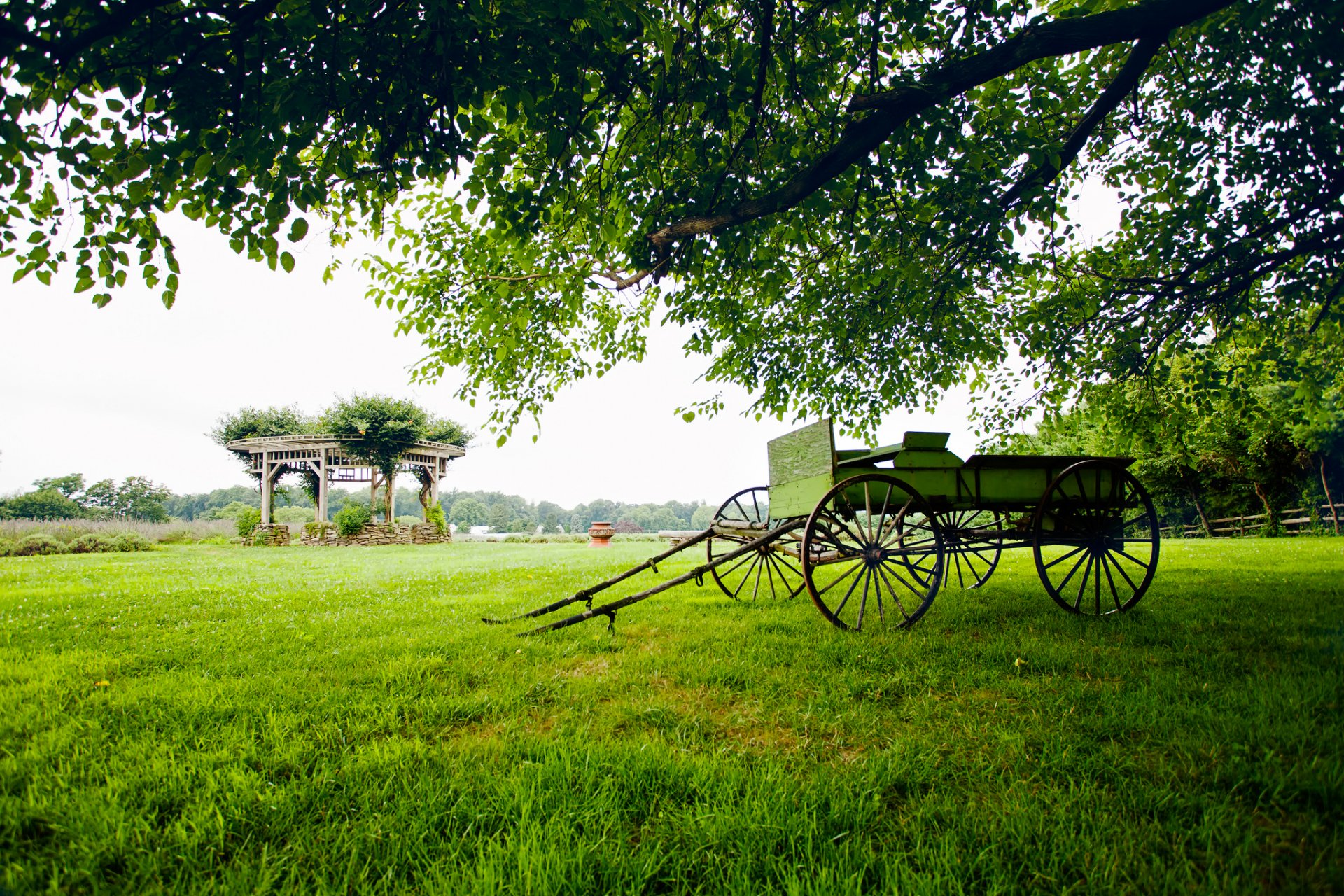 campo erba albero alberi verde carrello natura paesaggio