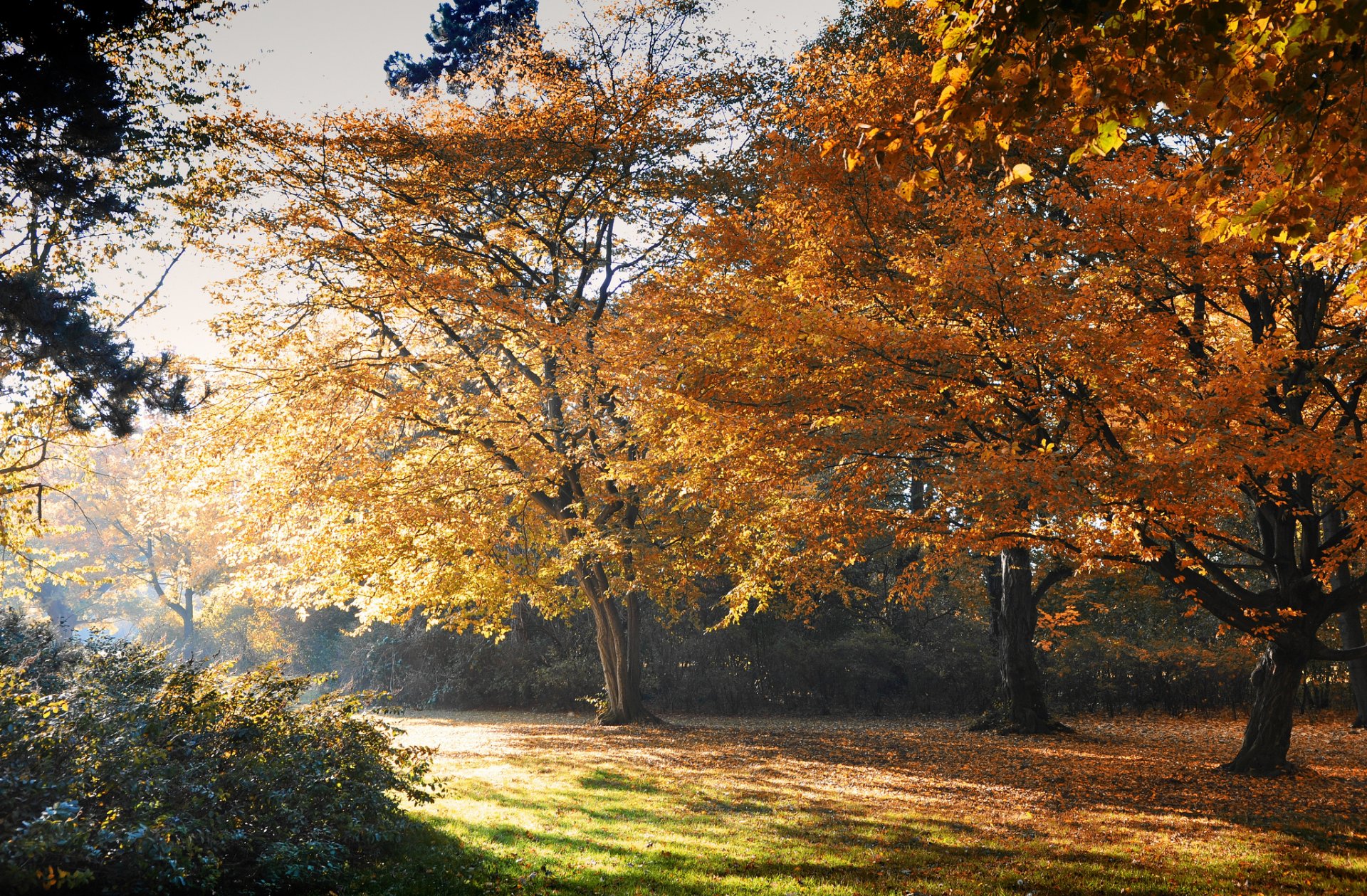 autumn park tree leaves yellow