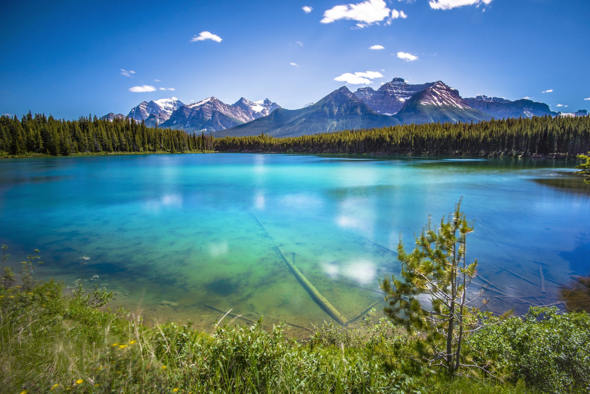 mountain forest lake transparency