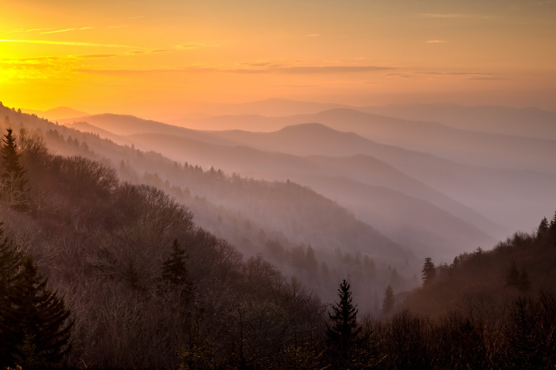 morning mountain fog forest