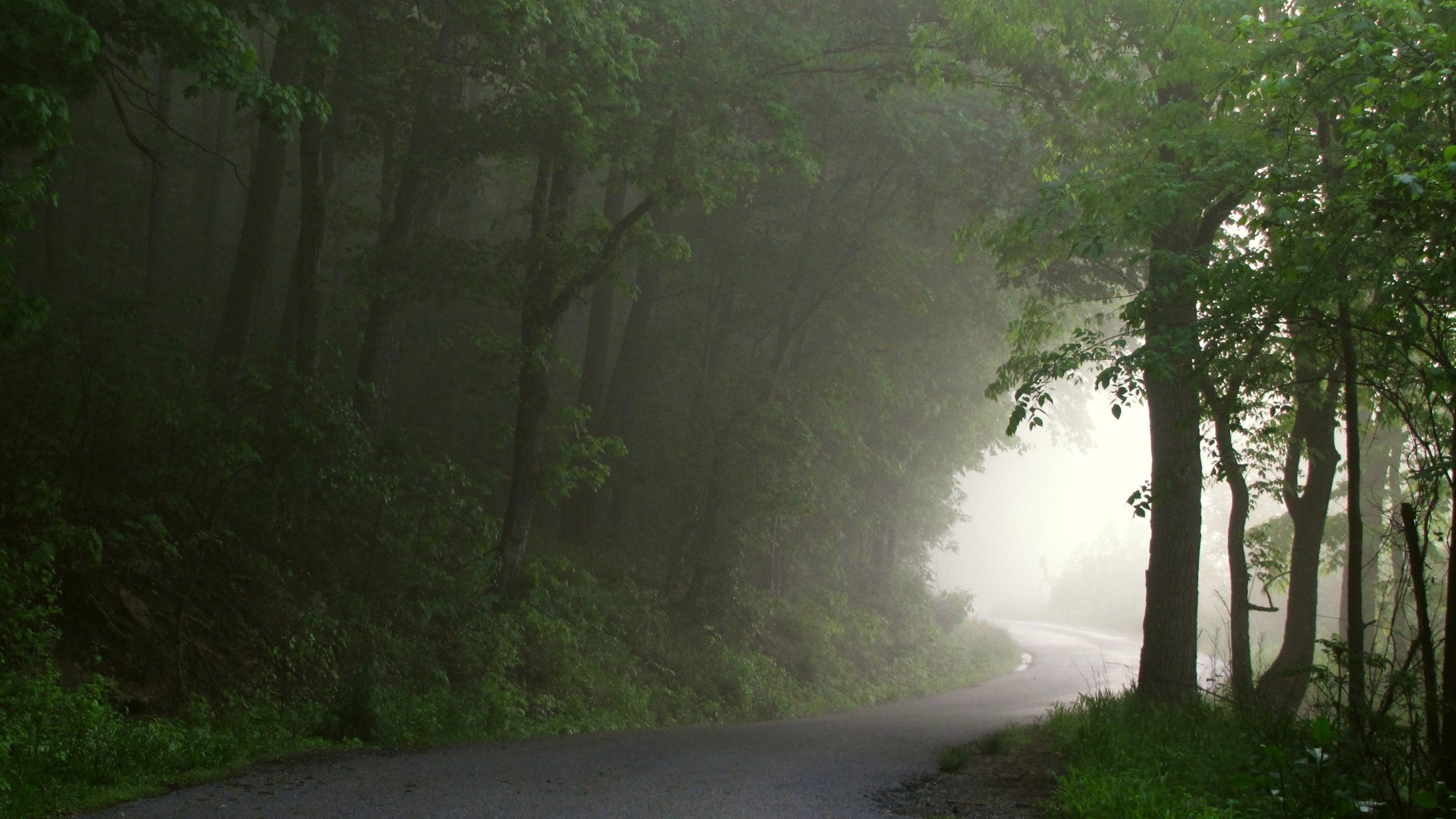 forest fog road path to light