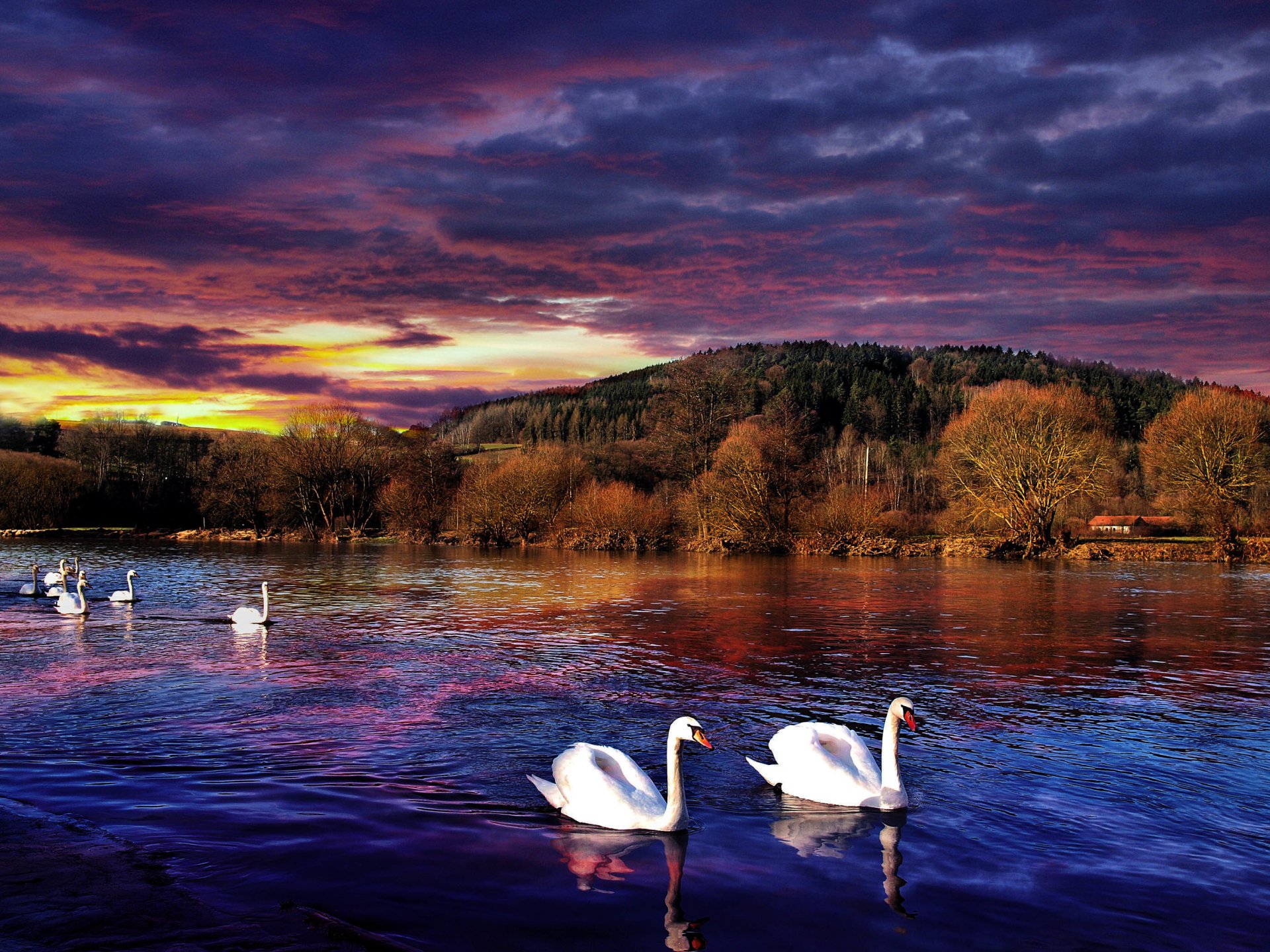 paysage coucher de soleil rivière réflexion cygnes blancs arbres maison