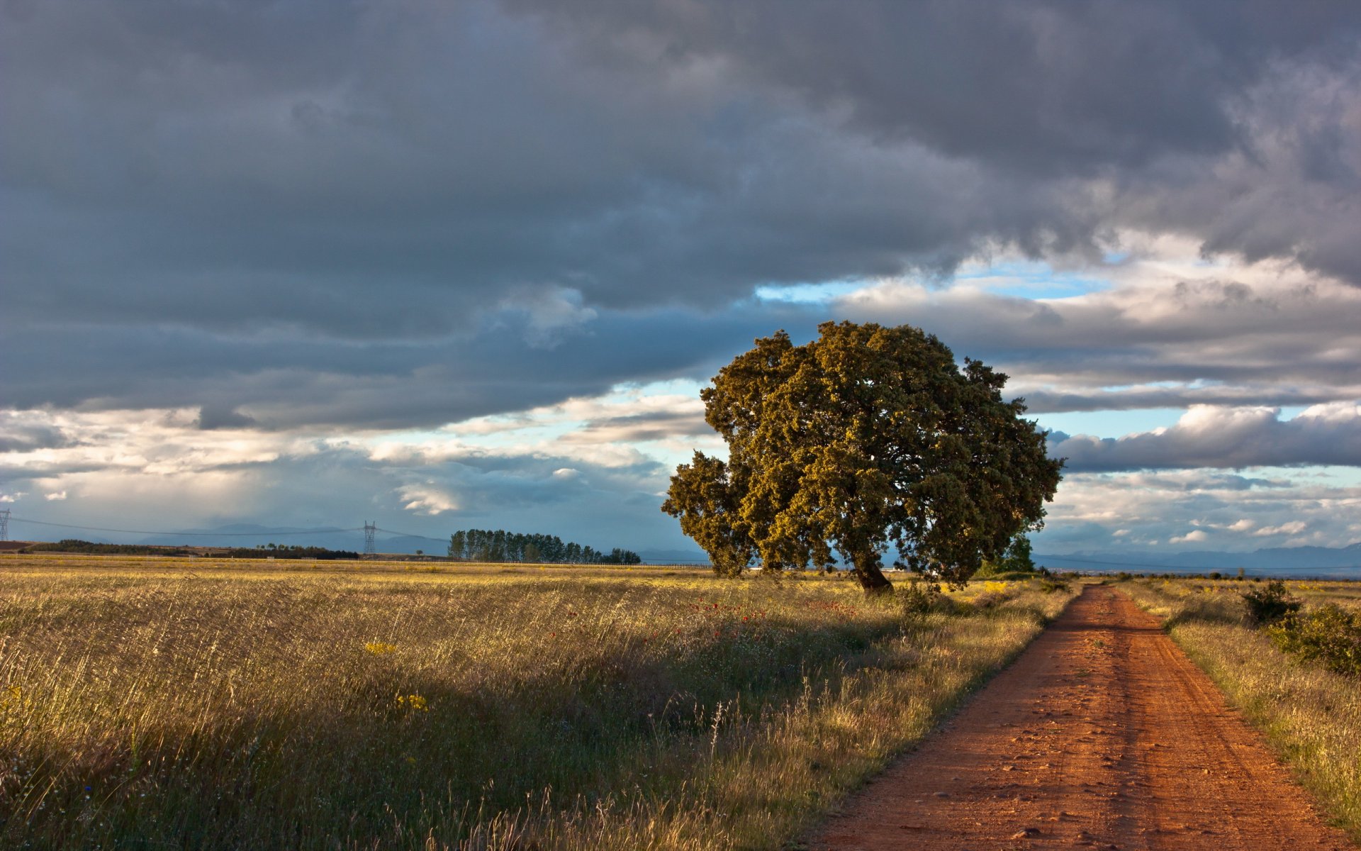 strada albero paesaggio