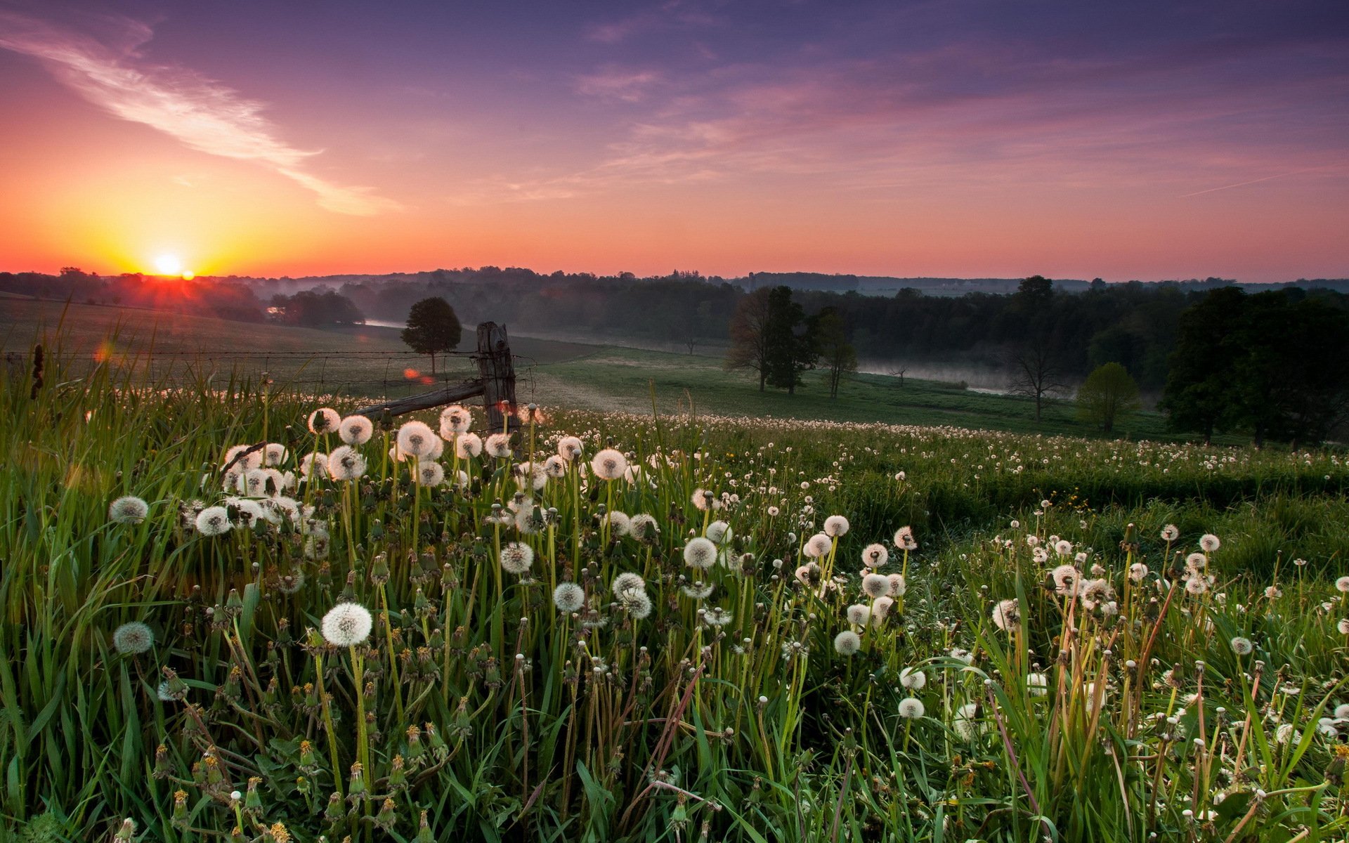 coucher de soleil champ pissenlits paysage