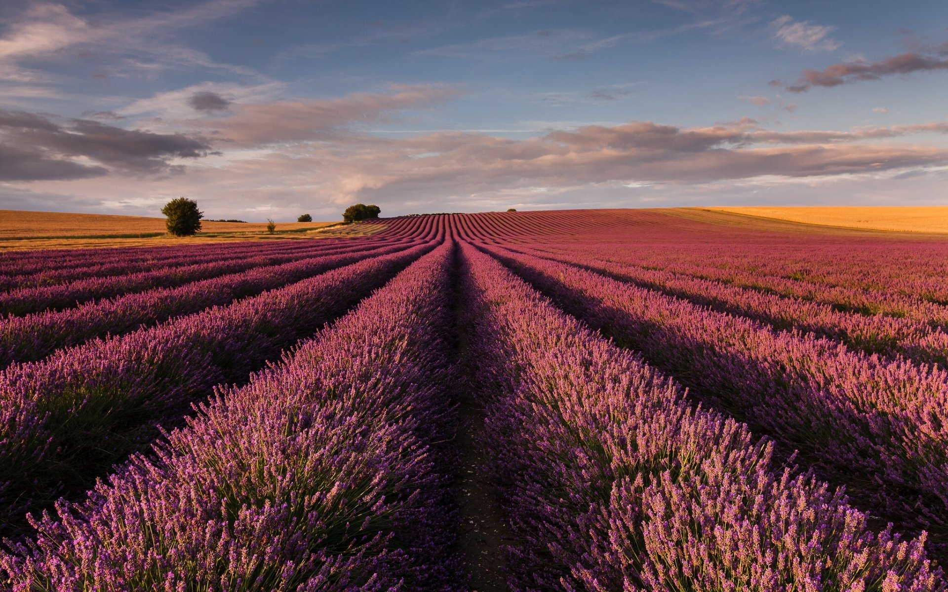 inglaterra lavanda campo