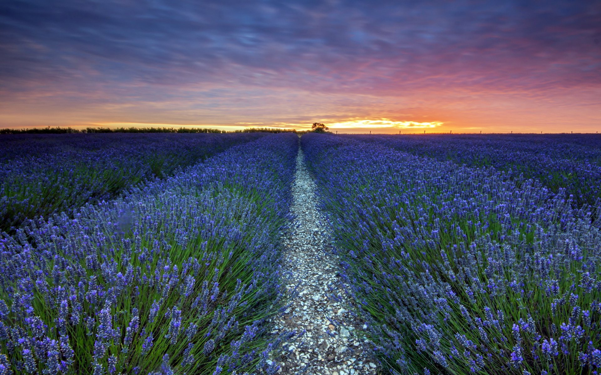 feld lavendel sonnenuntergang landschaft