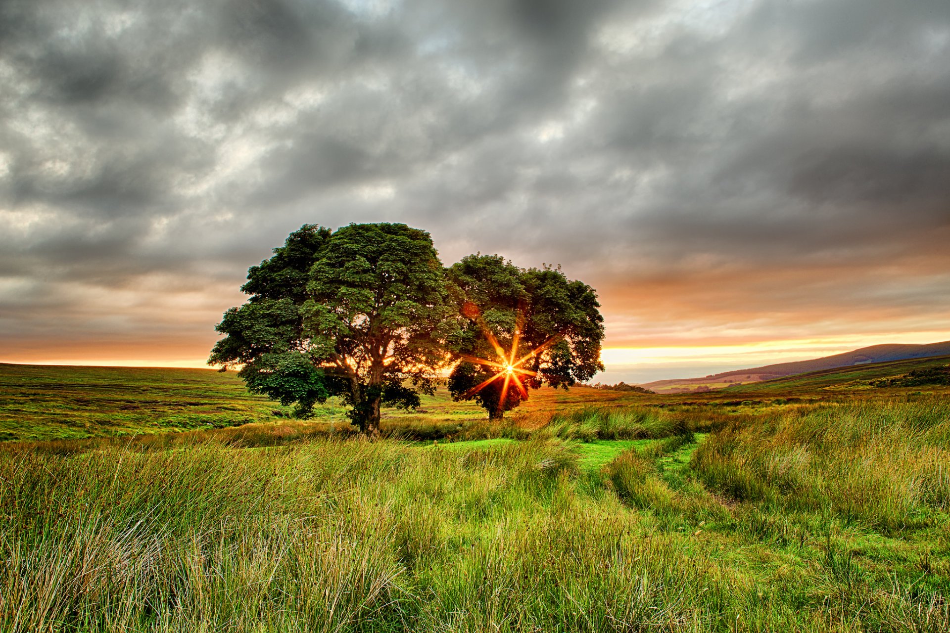 ireland summer the field tree two sun rays sunset