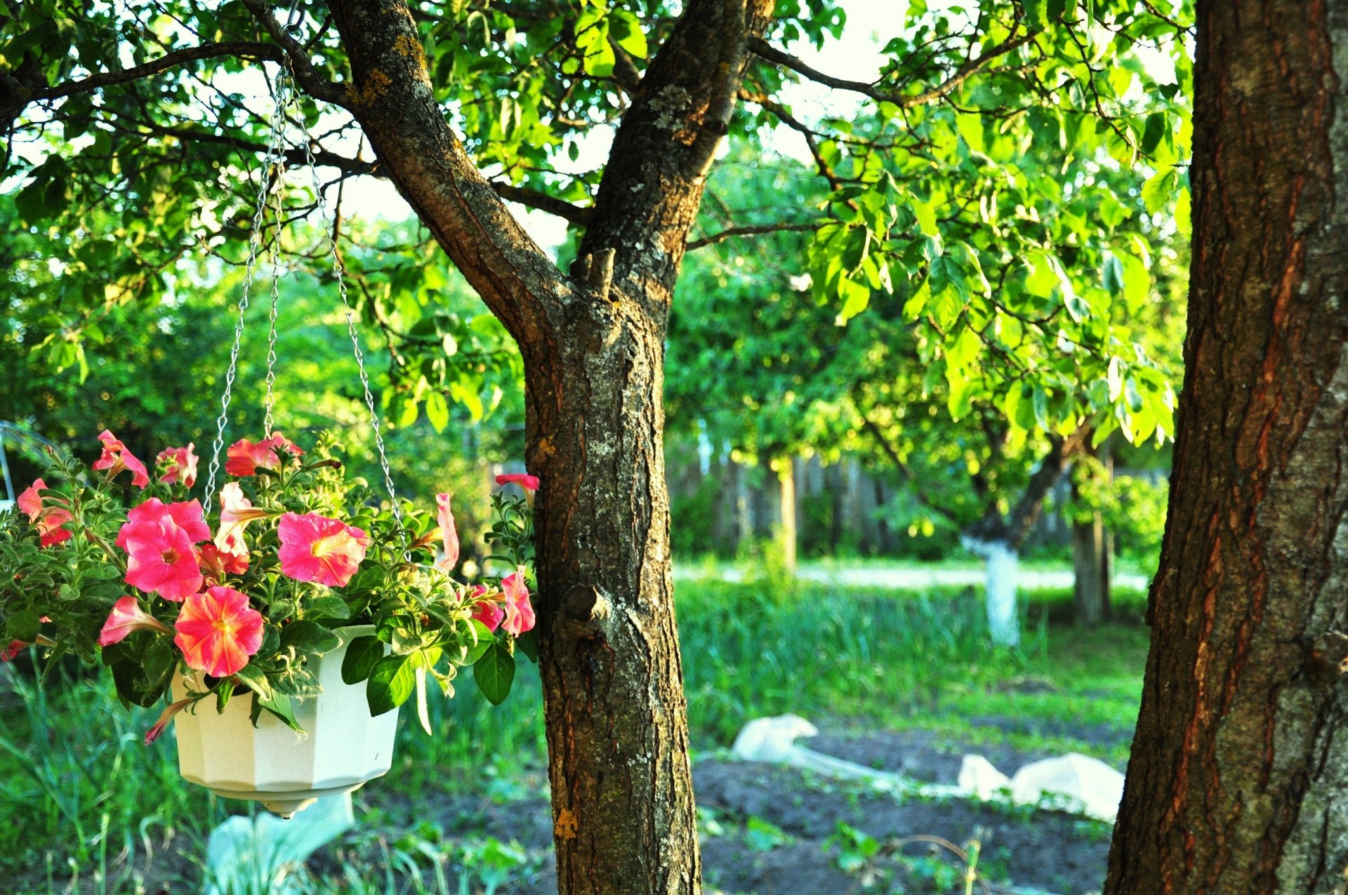 tree trees pot of flowers greenery bright colors flowers chain trunk branches branches leaves foliage viper