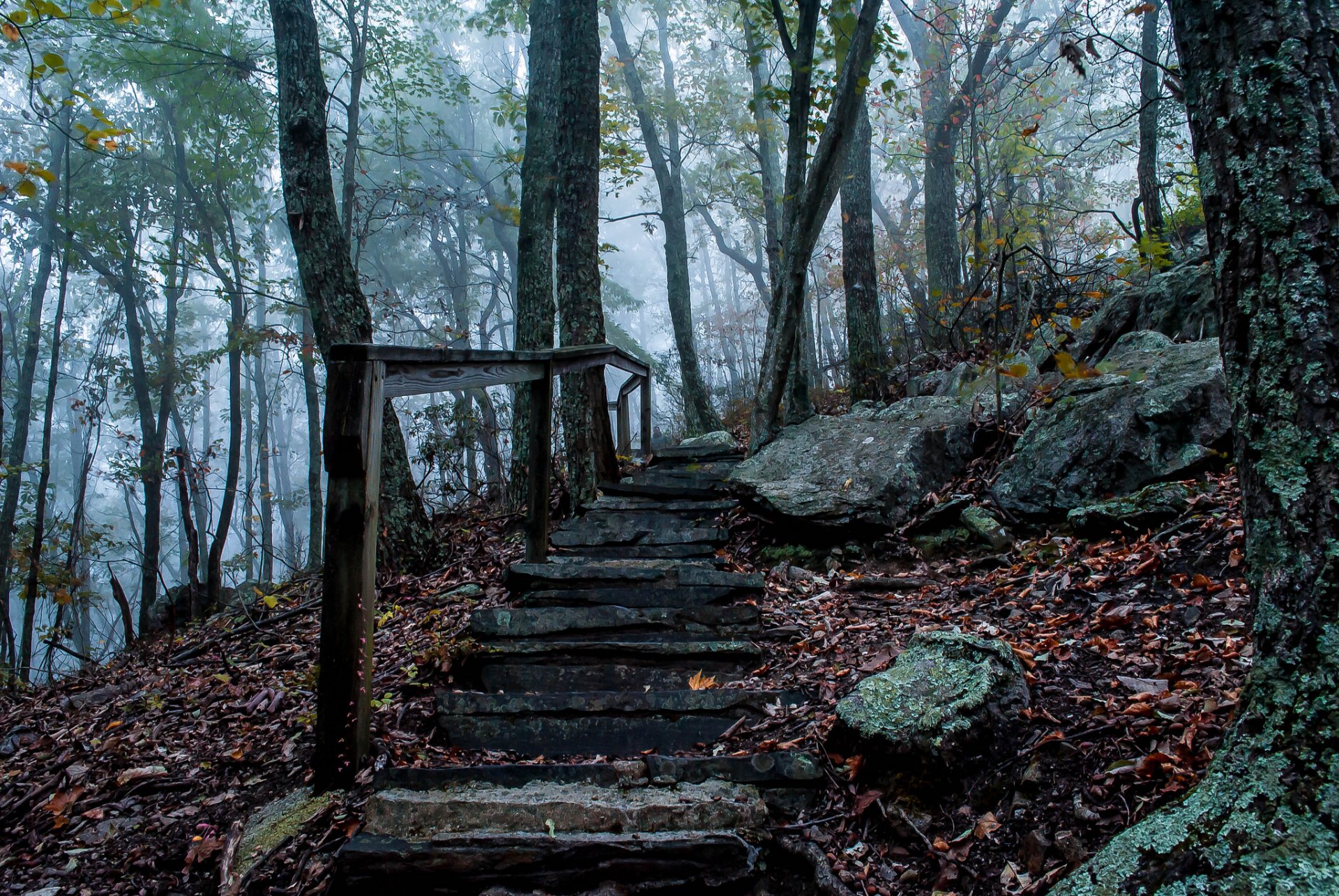 bosque otoño niebla piedras escalera