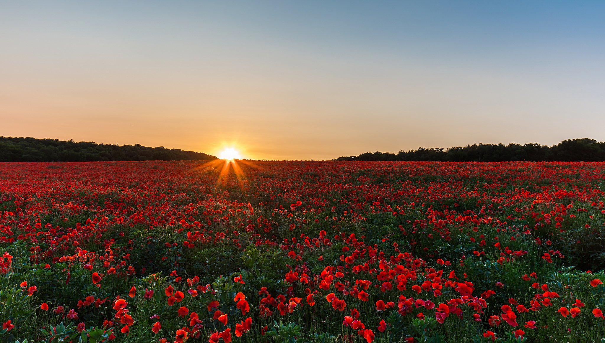 the field poppies sunrise