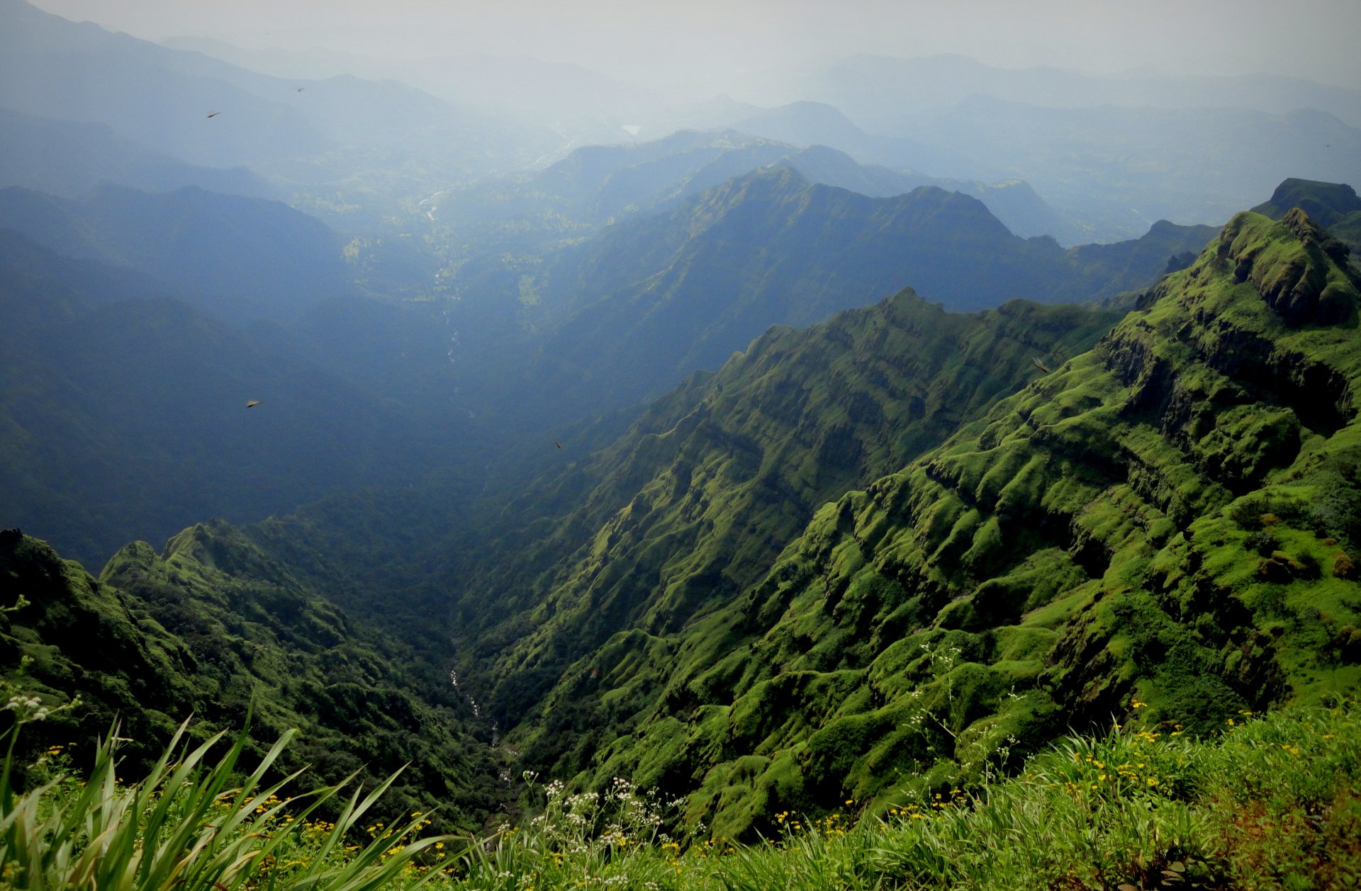 montagnes gorge ruisseau herbe fleurs oiseaux brouillard