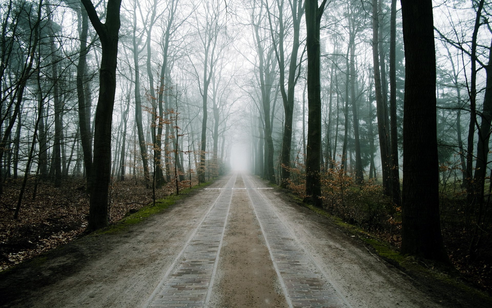 foresta strada nebbia paesaggio