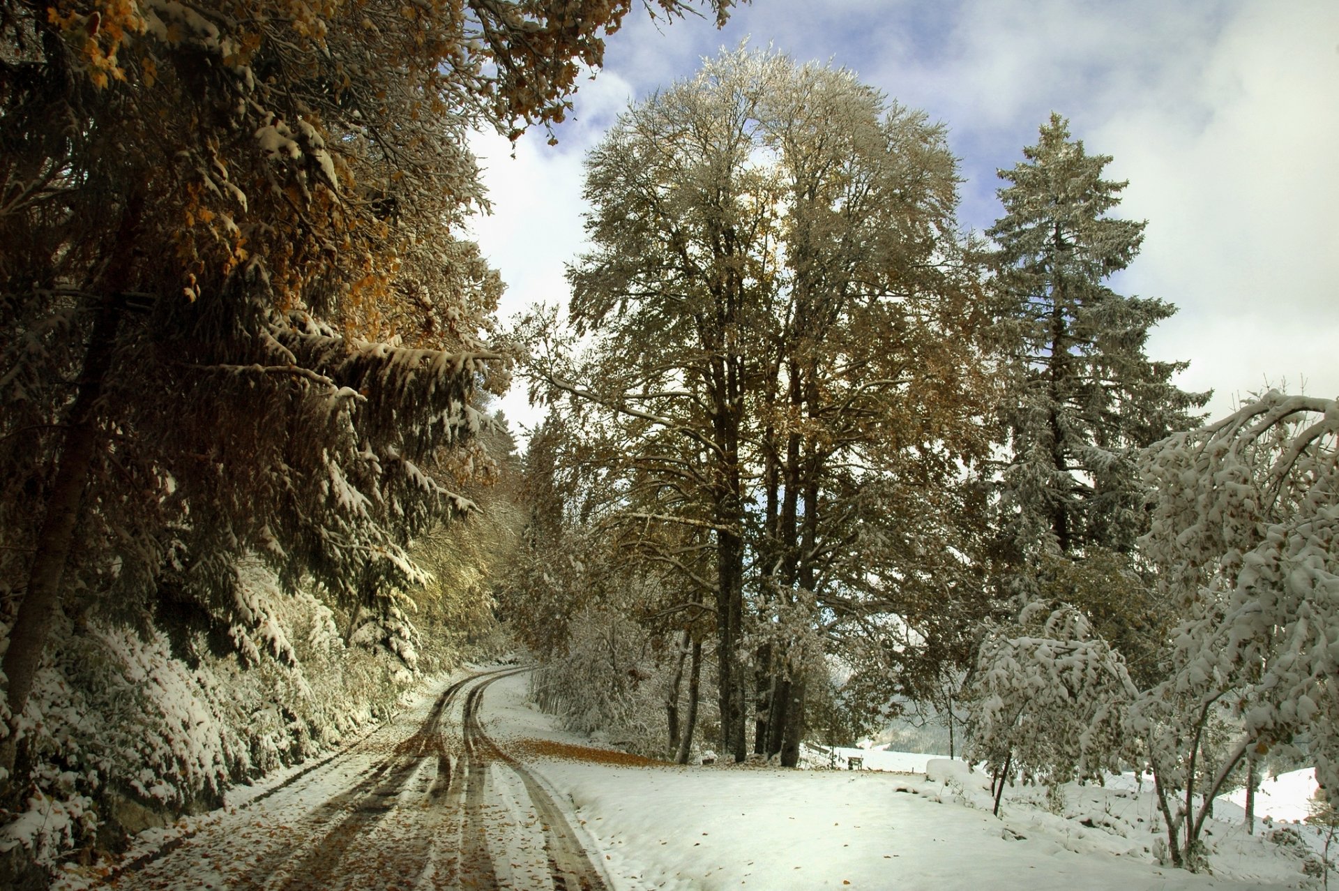 carretera árboles nieve invierno