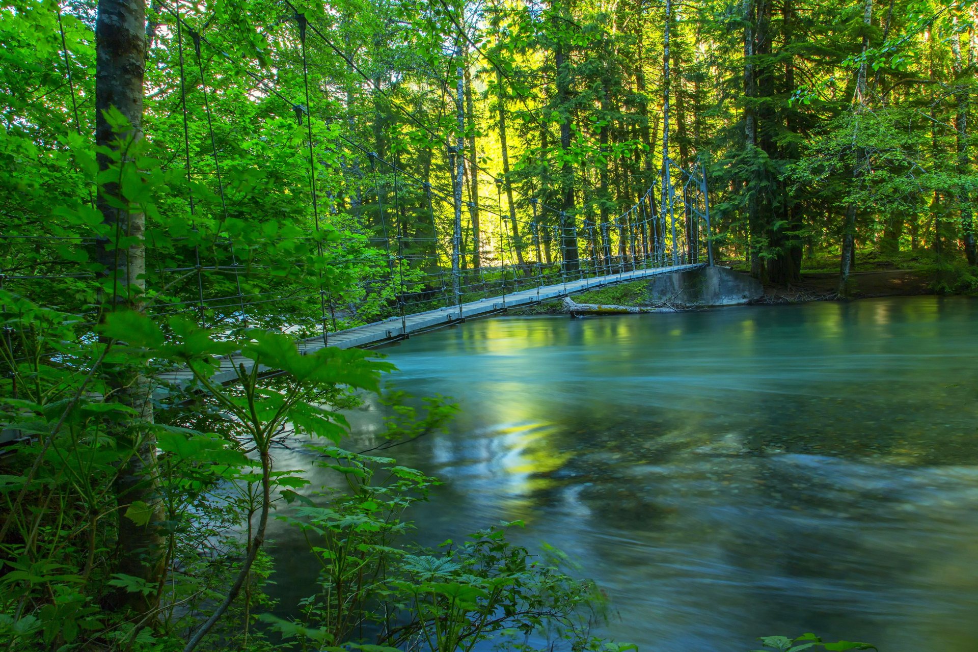 fluss wald brücke sommer natur foto