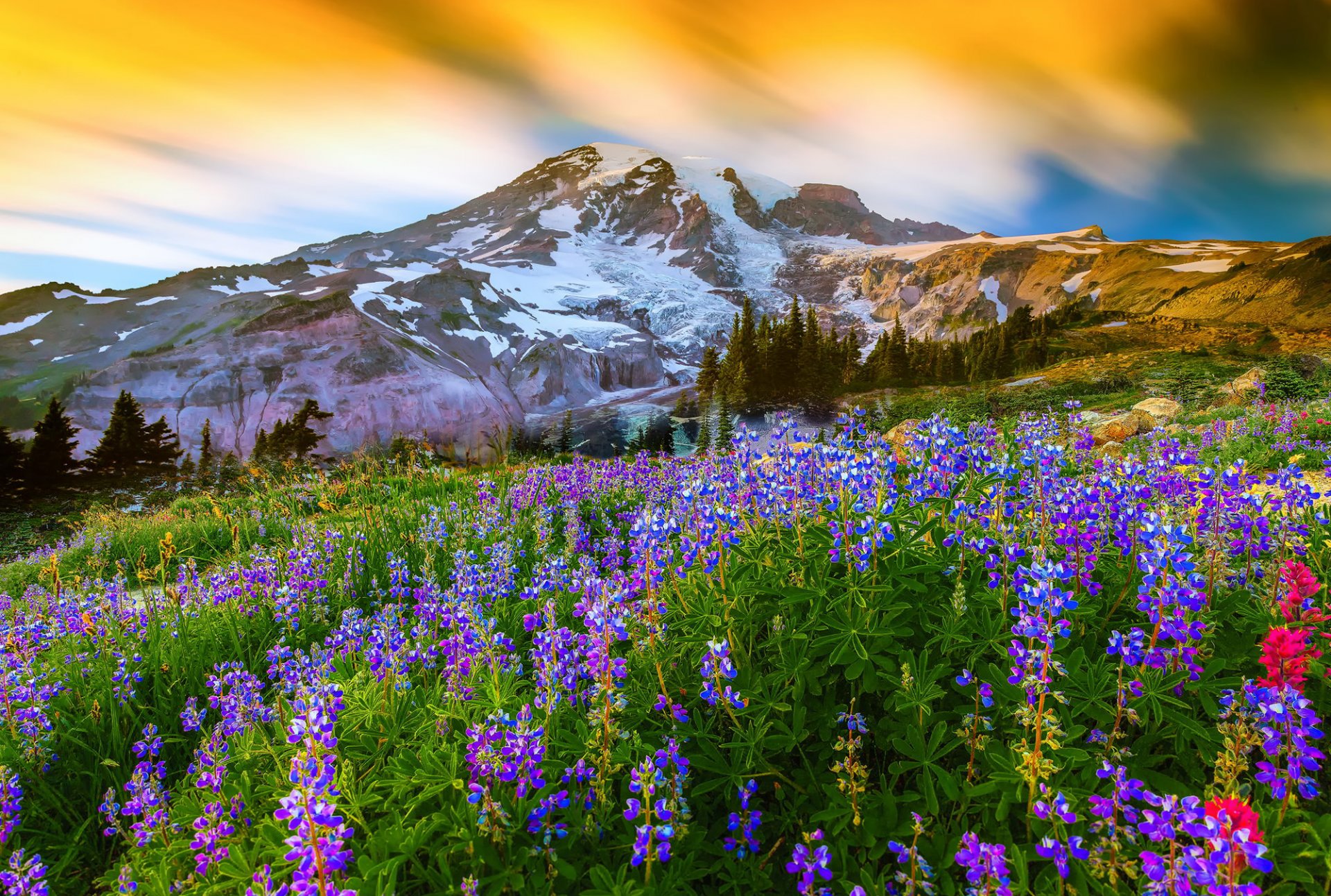 mount rainier national park united states washington mountain volcano summit flower lupine grass nature