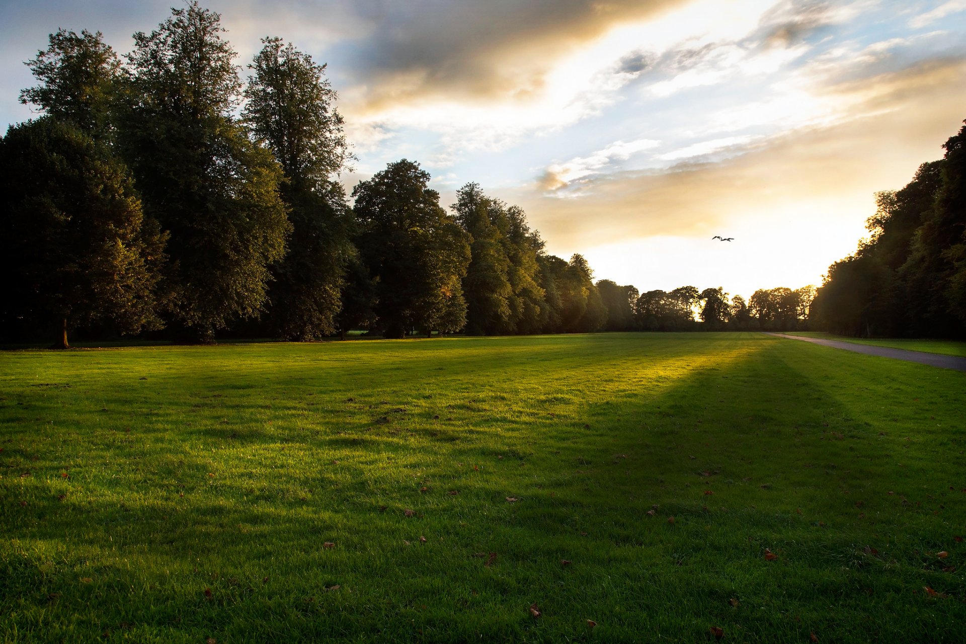 prato erba sera tramonto fine giornata sole raggi luce foglie alberi piantare sentiero sentiero uccelli firmamento nuvole