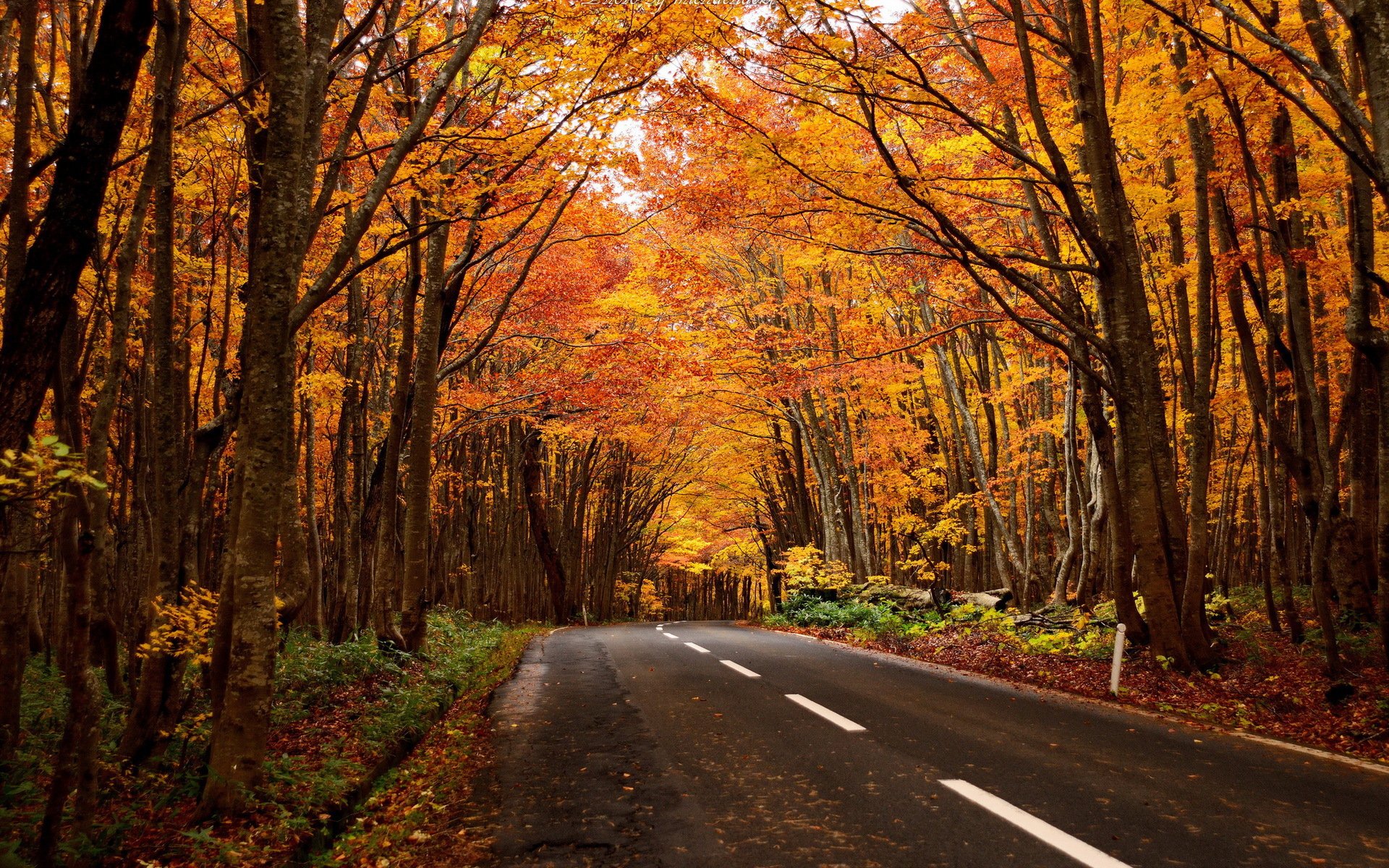 camino bosque paisaje